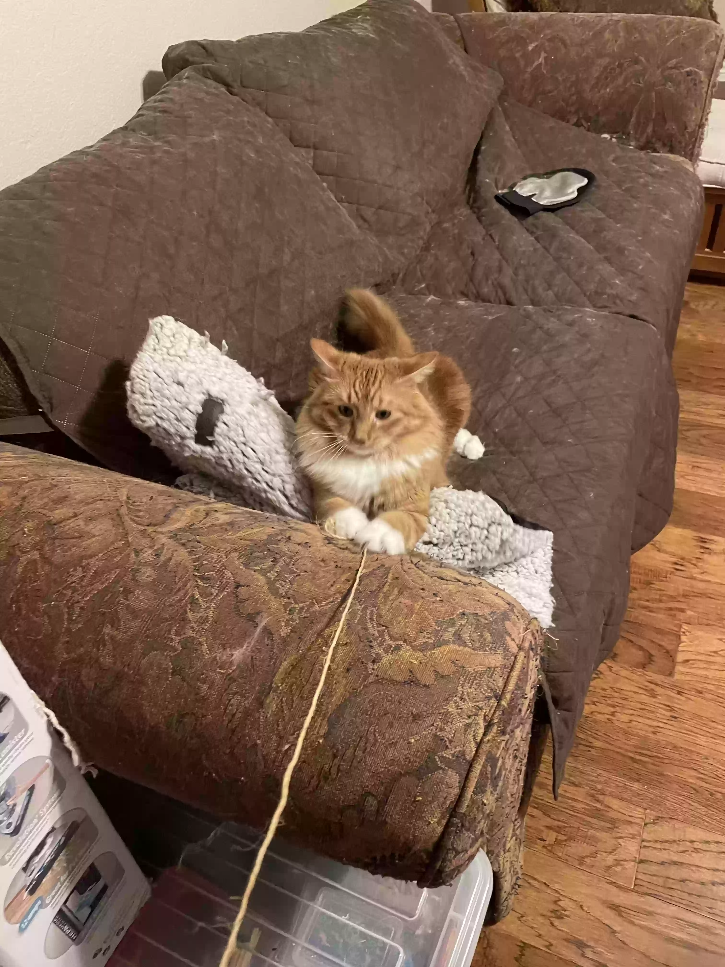 adoptable Cat in Allen,TX named Soon
