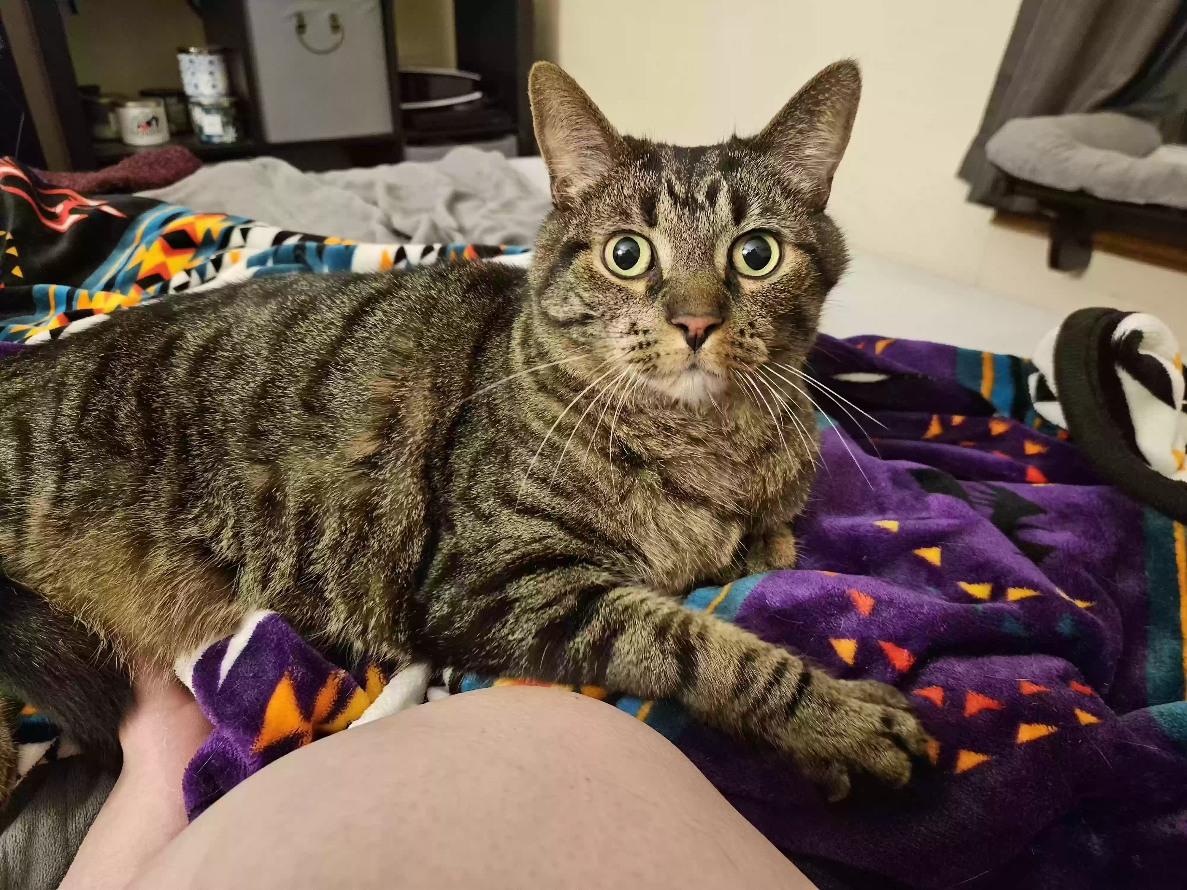 adoptable Cat in Hemlock,MI named Oliver