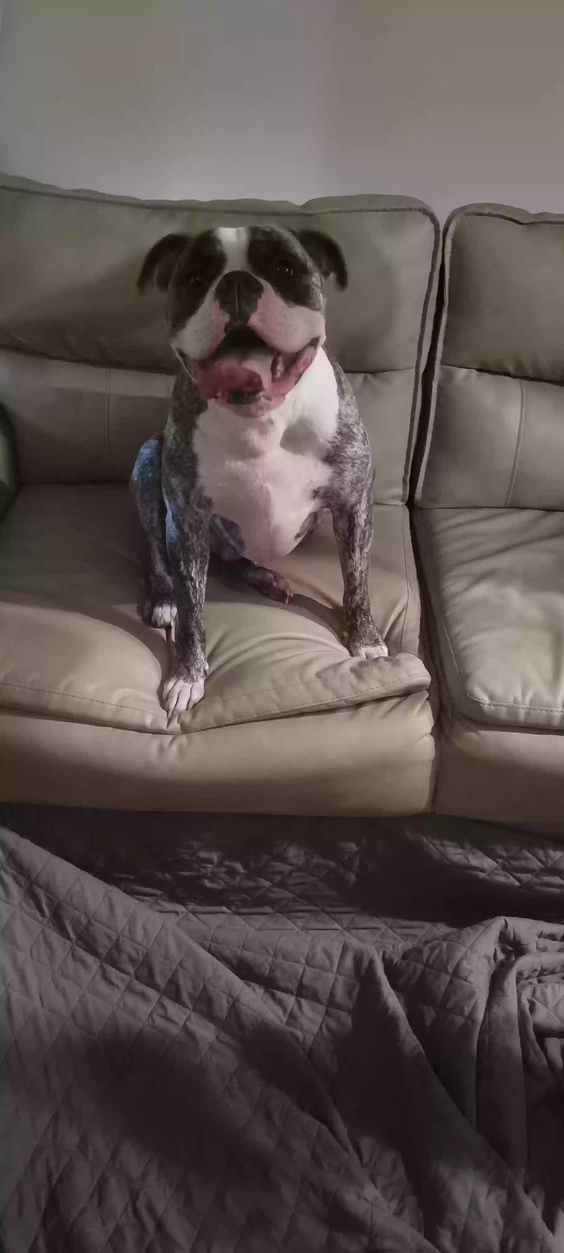 adoptable Dog in Zephyrhills,FL named Harley