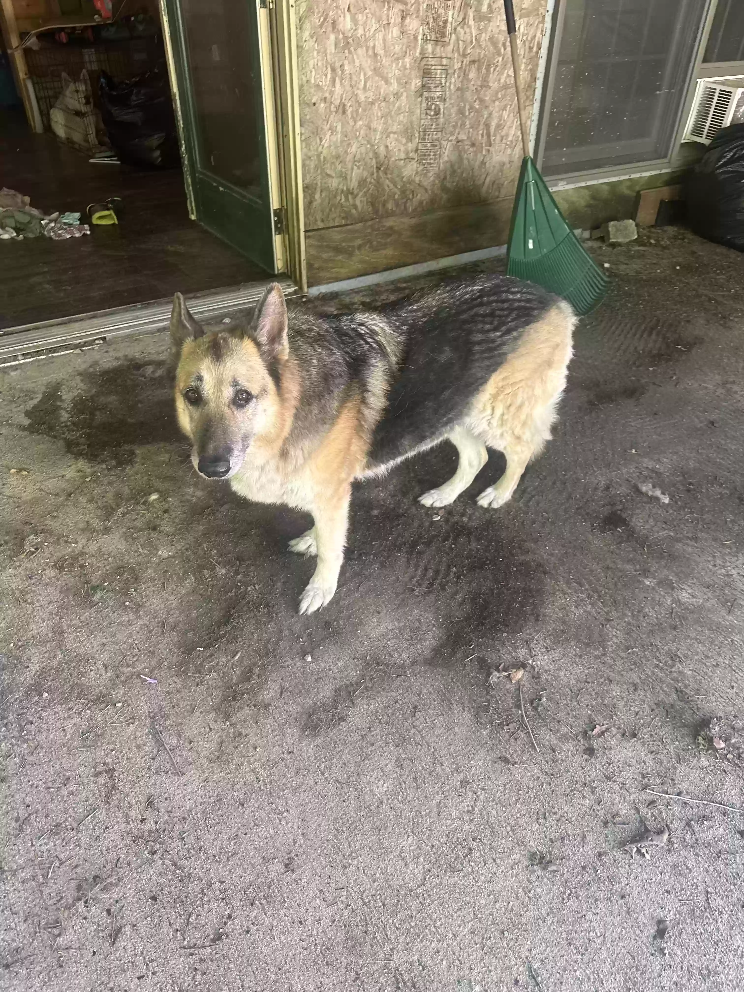 adoptable Dog in Pekin,IN named Callie