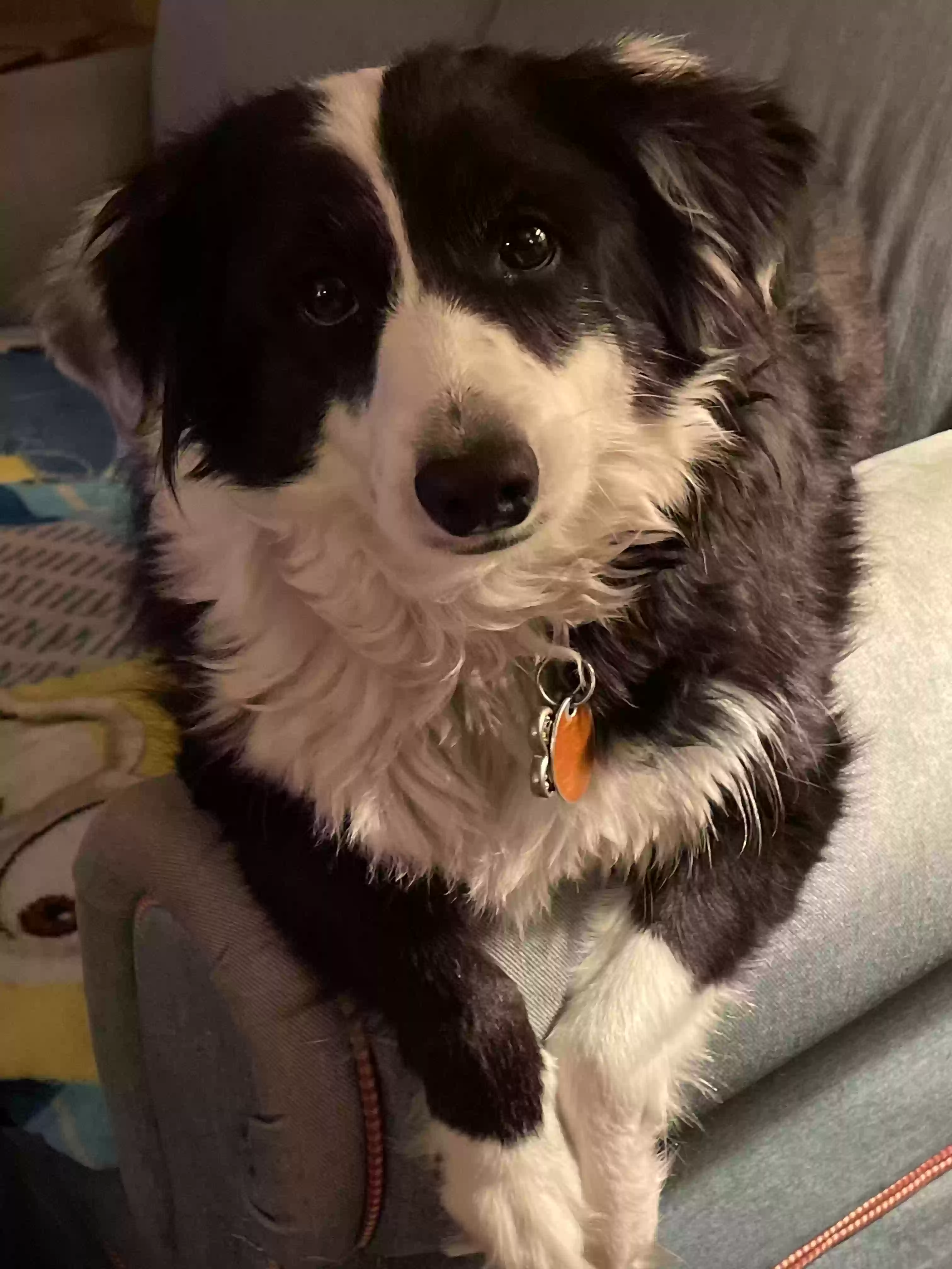 adoptable Dog in Alabaster,AL named Lucy