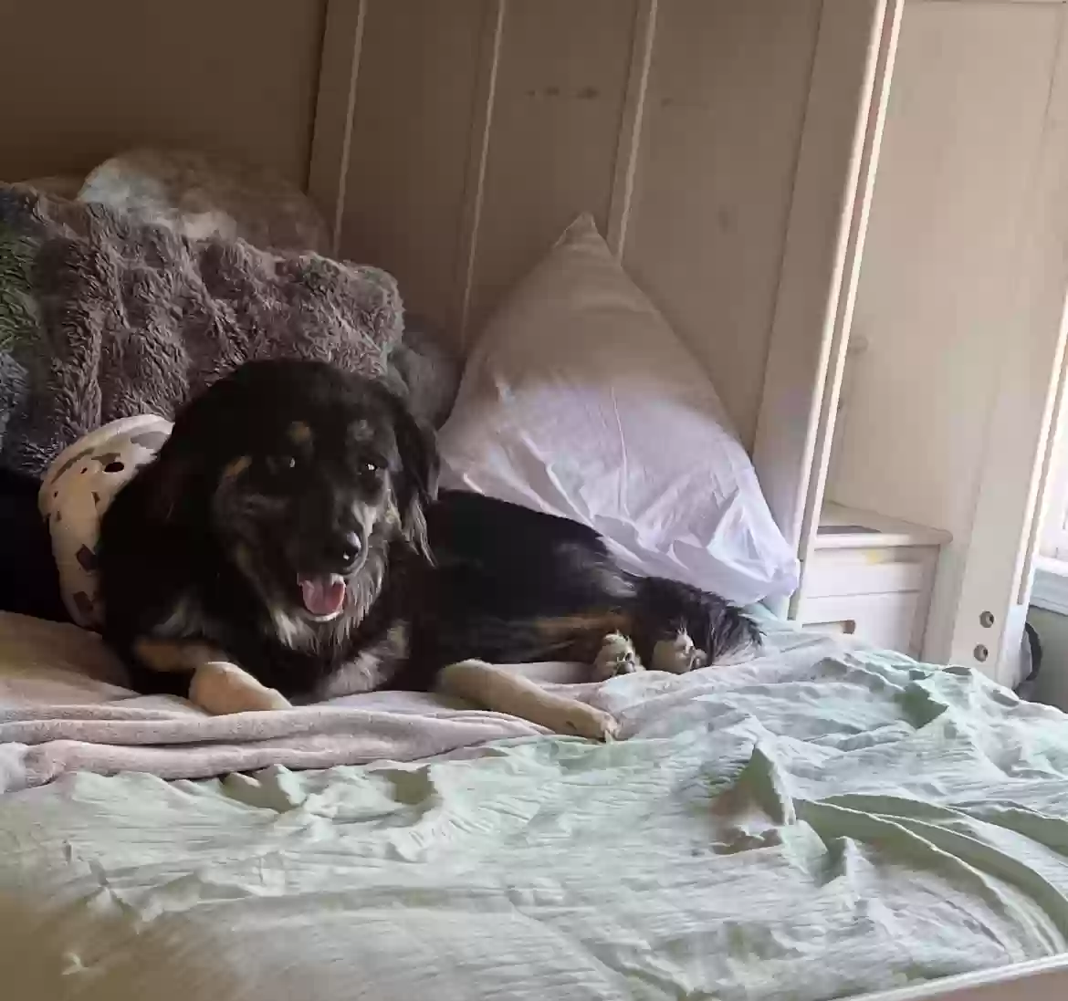 adoptable Dog in Powder Springs,GA named Dash