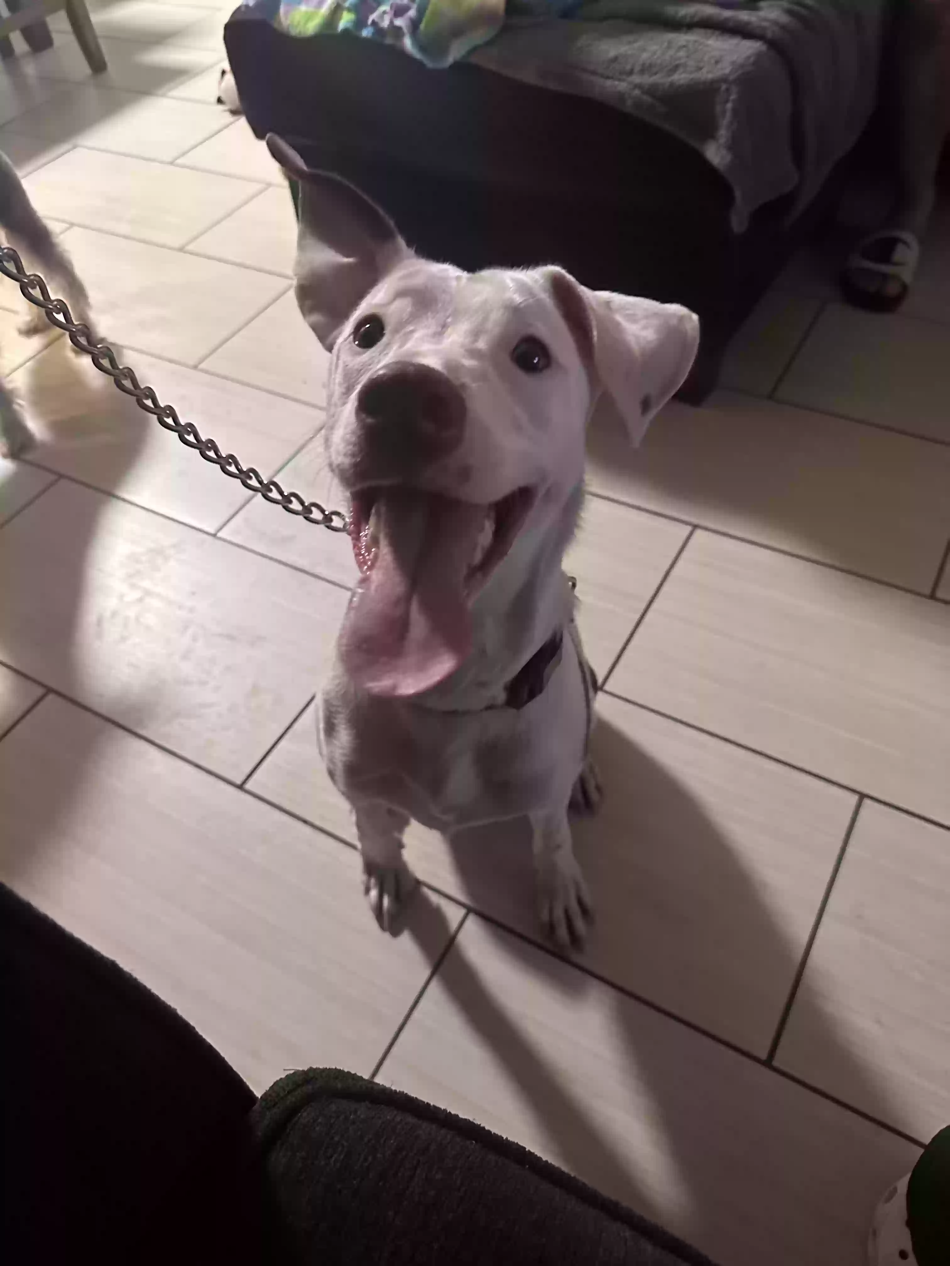 adoptable Dog in North Las Vegas,NV named Kilo