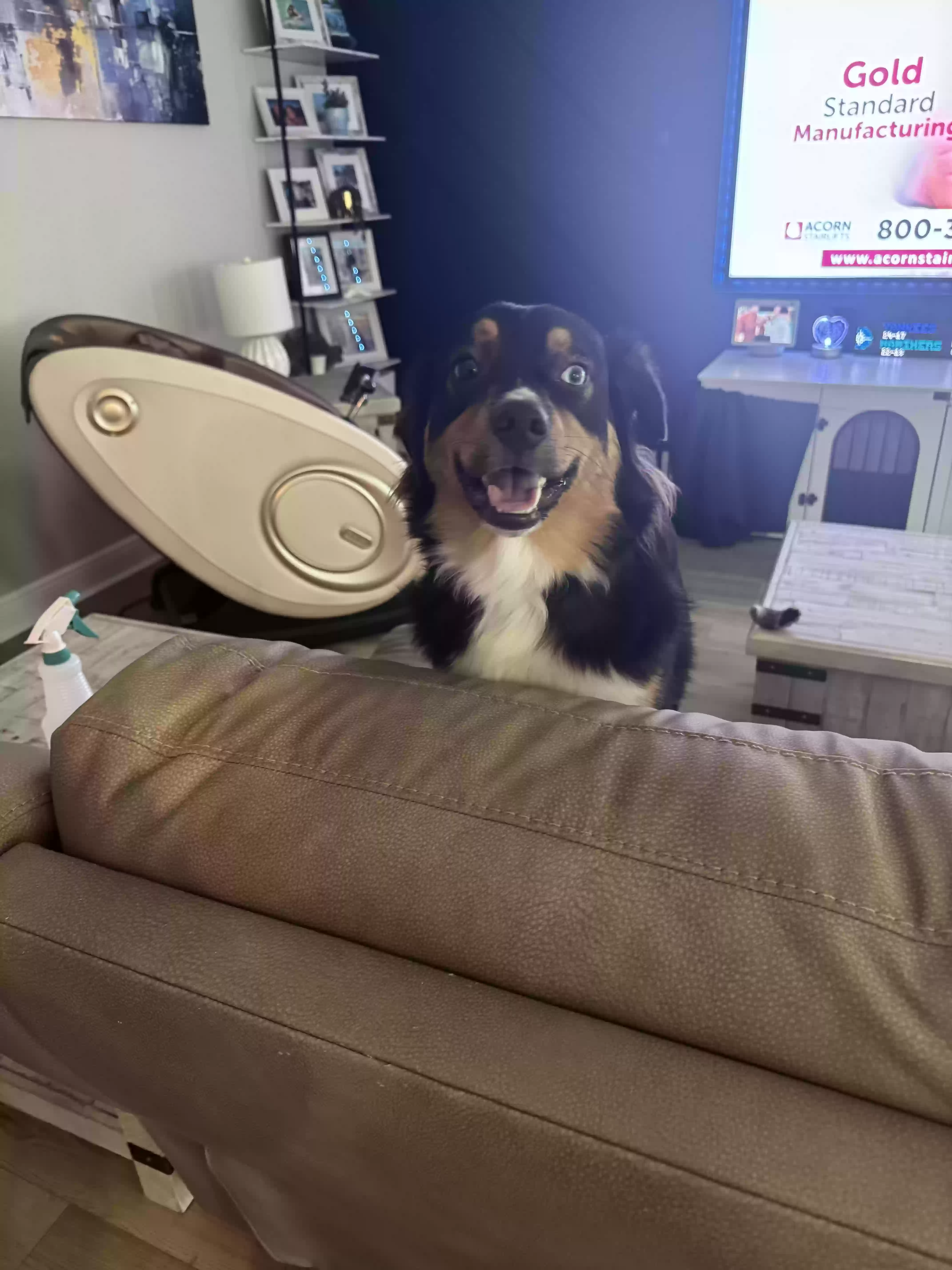 adoptable Dog in Daytona Beach,FL named Tucker
