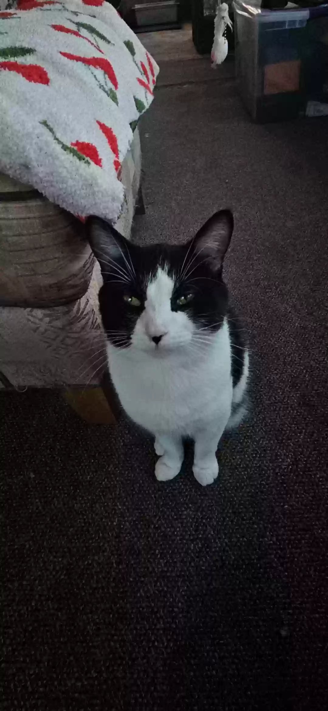 adoptable Cat in Grand Rapids,MI named Barney (Barnes)