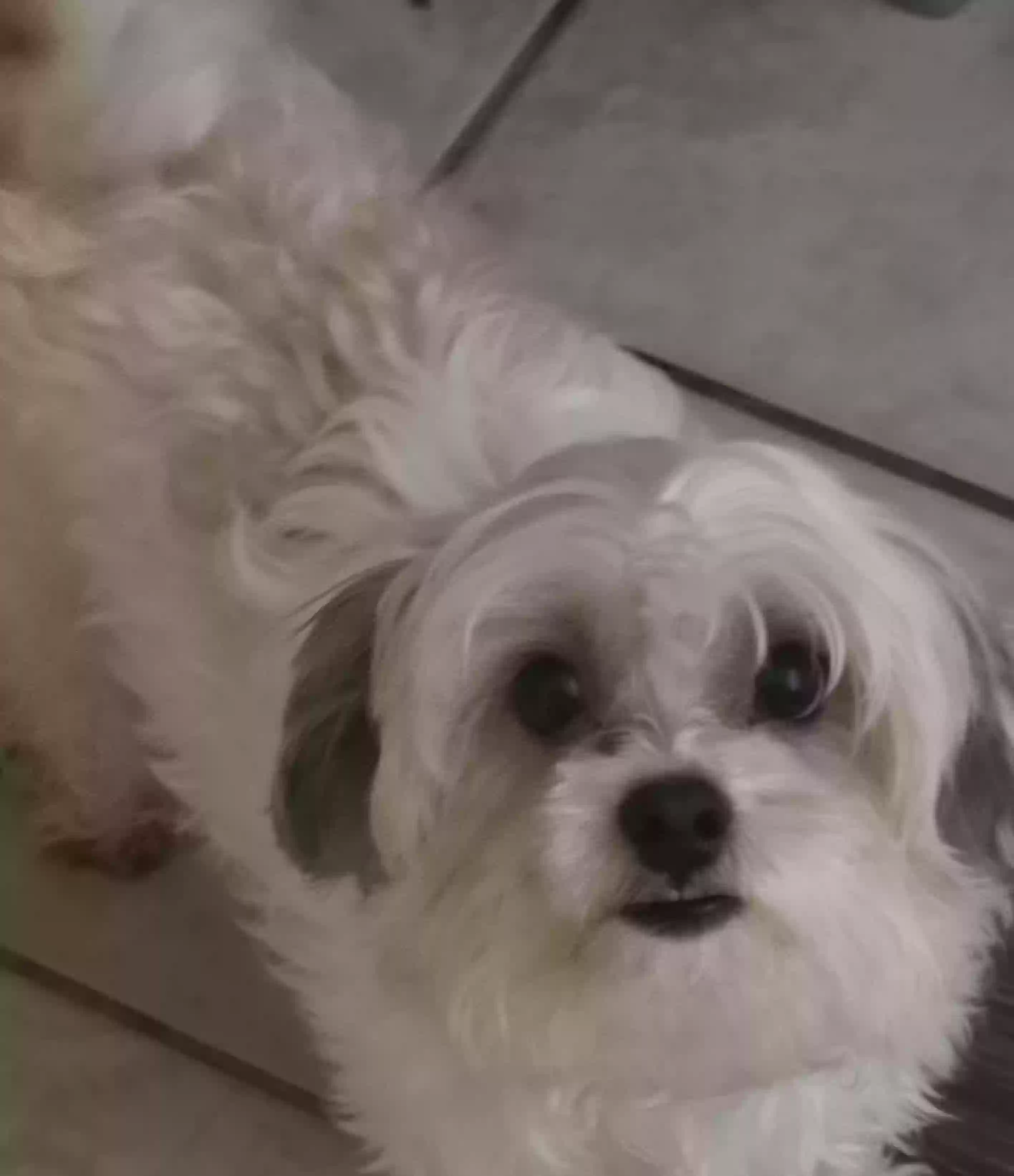 adoptable Dog in Lithonia,GA named Blaze