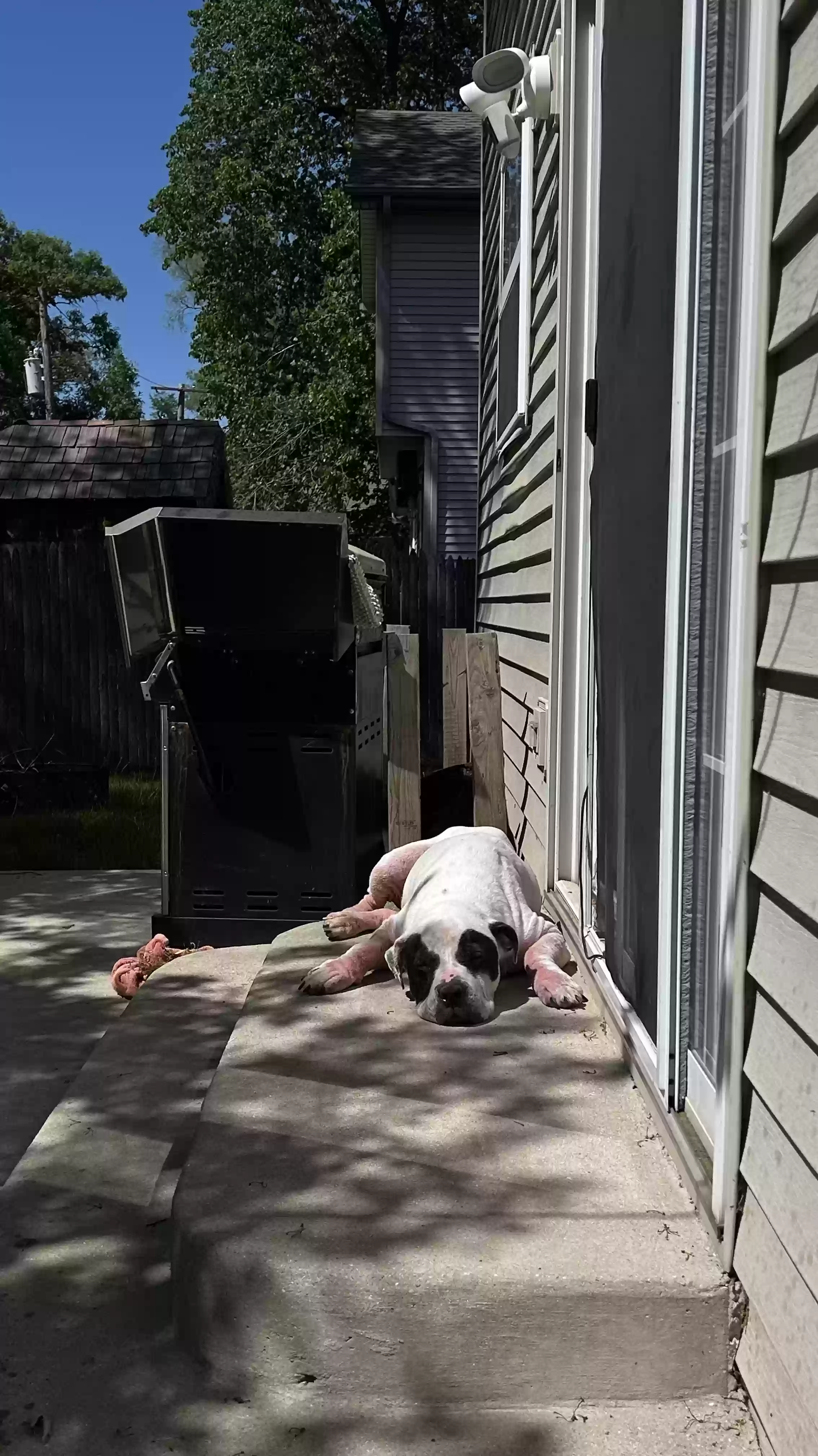 adoptable Dog in Shorewood,IL named Uzi