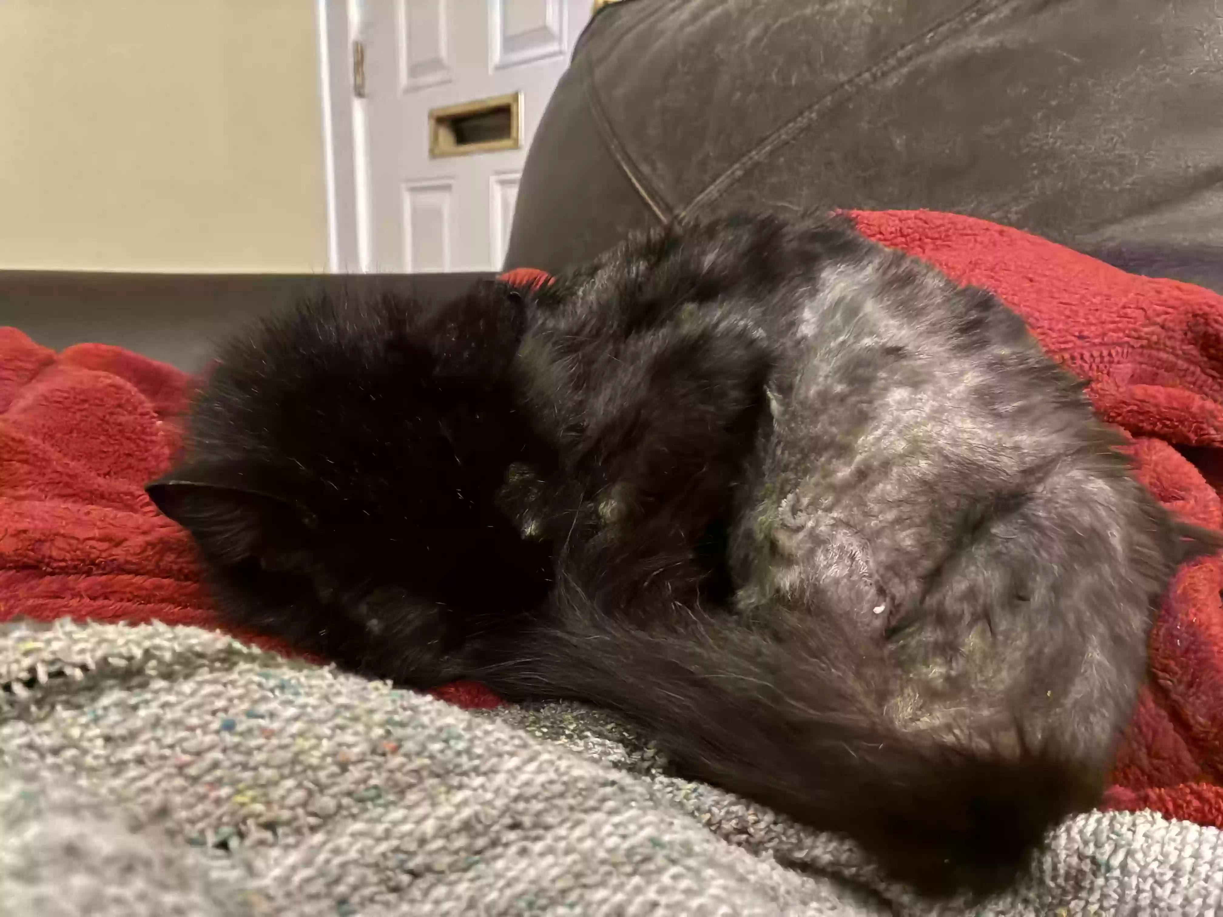 adoptable Cat in Shreveport,LA named Mamas