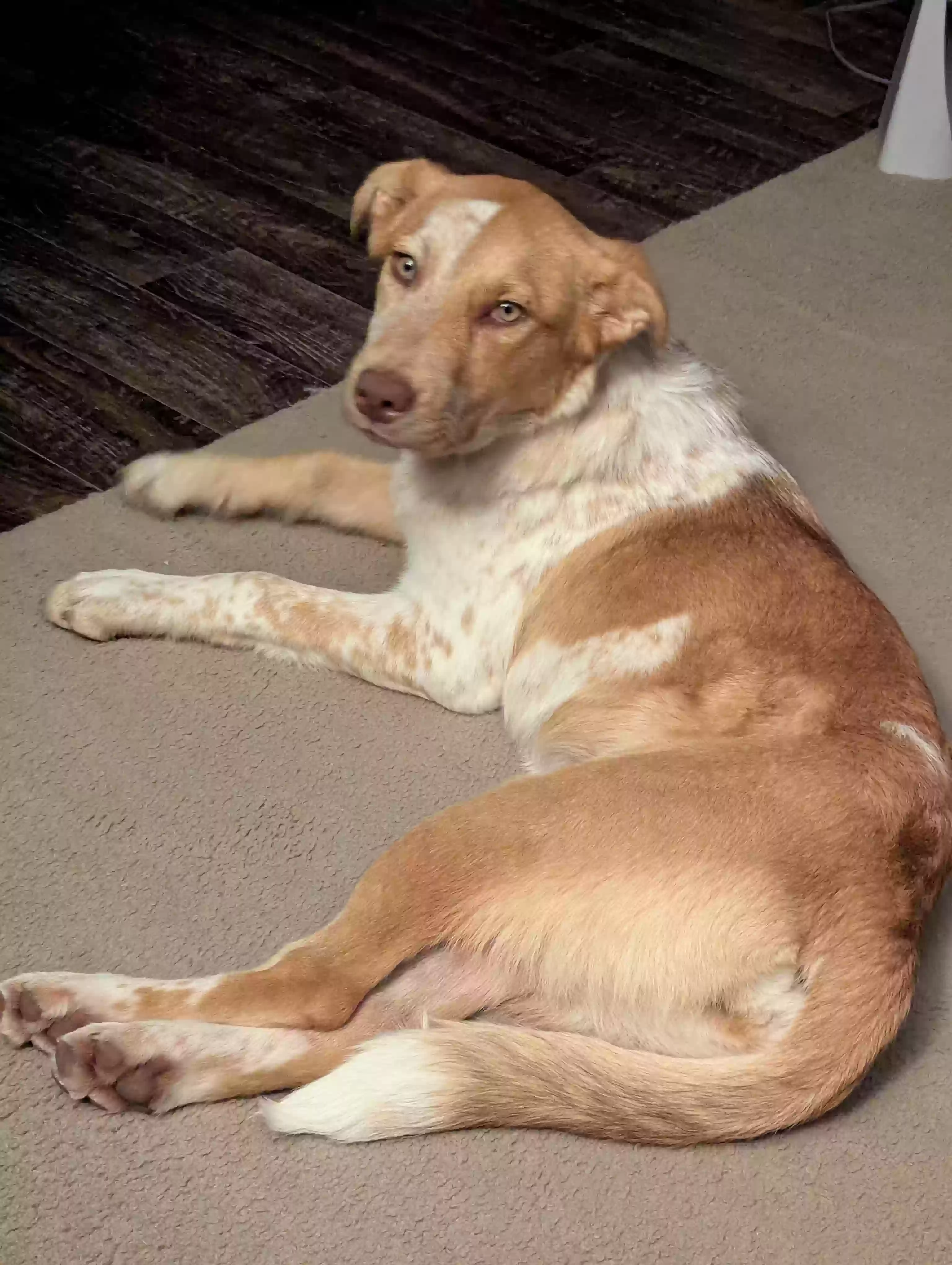 adoptable Dog in Caulfield,MO named Unknown stray