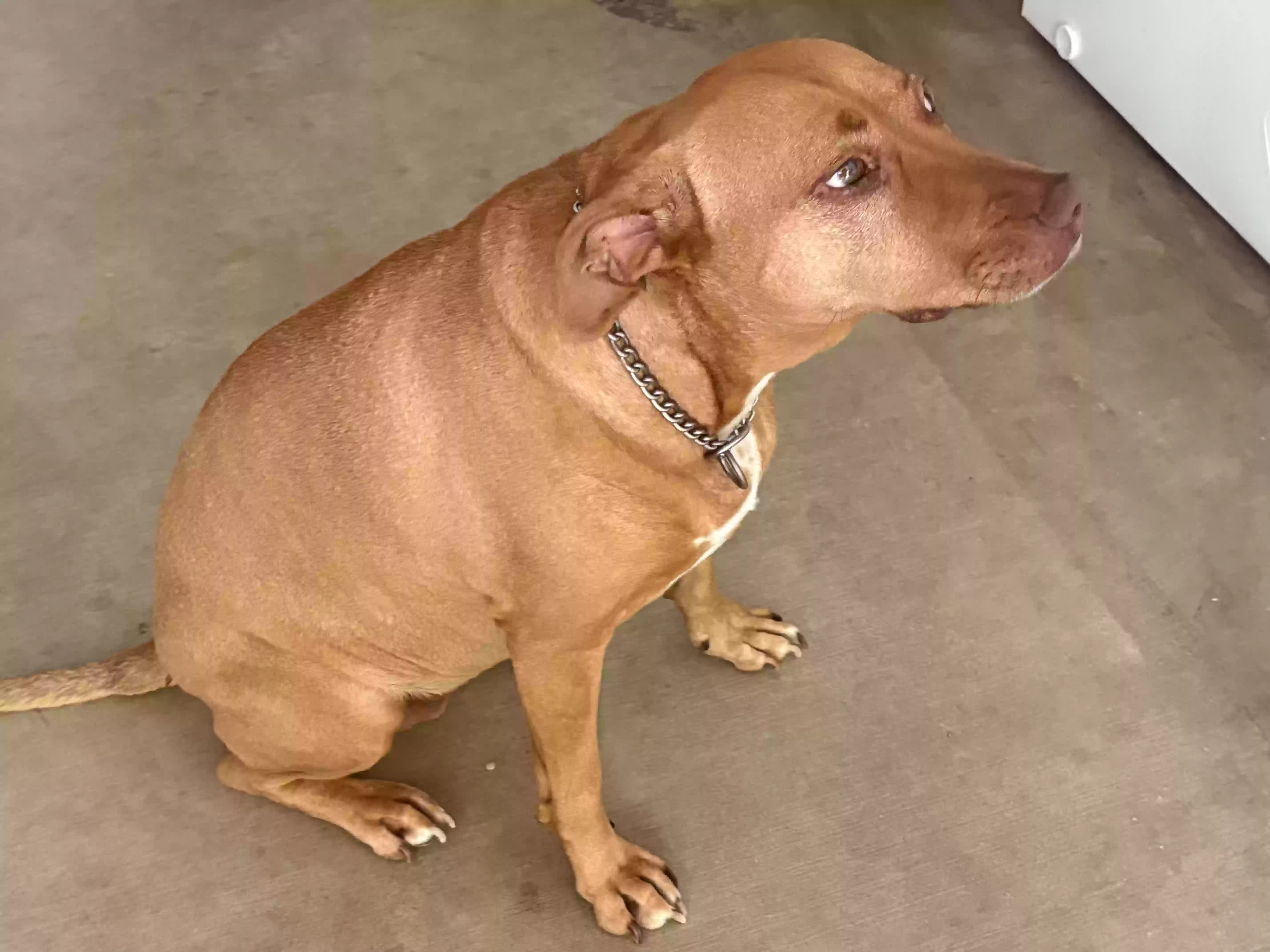 adoptable Dog in Rutherfordton,NC named Zoey