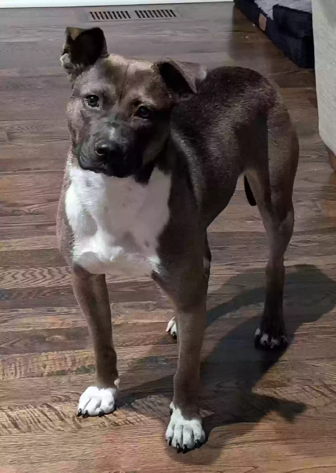 adoptable Dog in Basehor,KS named