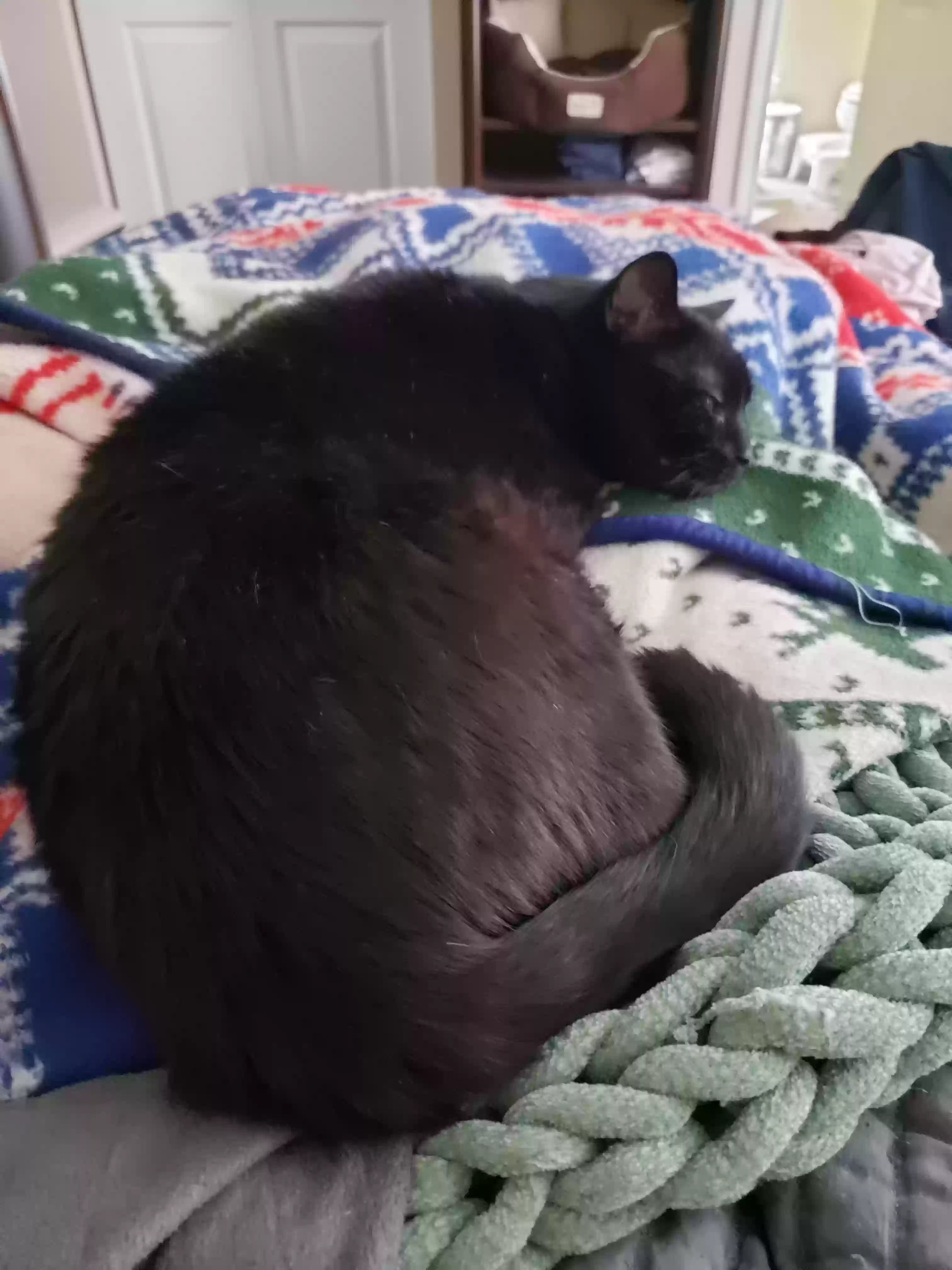 adoptable Cat in Cary,NC named Shadow