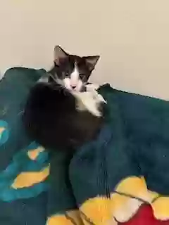 adoptable Cat in Long Beach,CA named no name yet