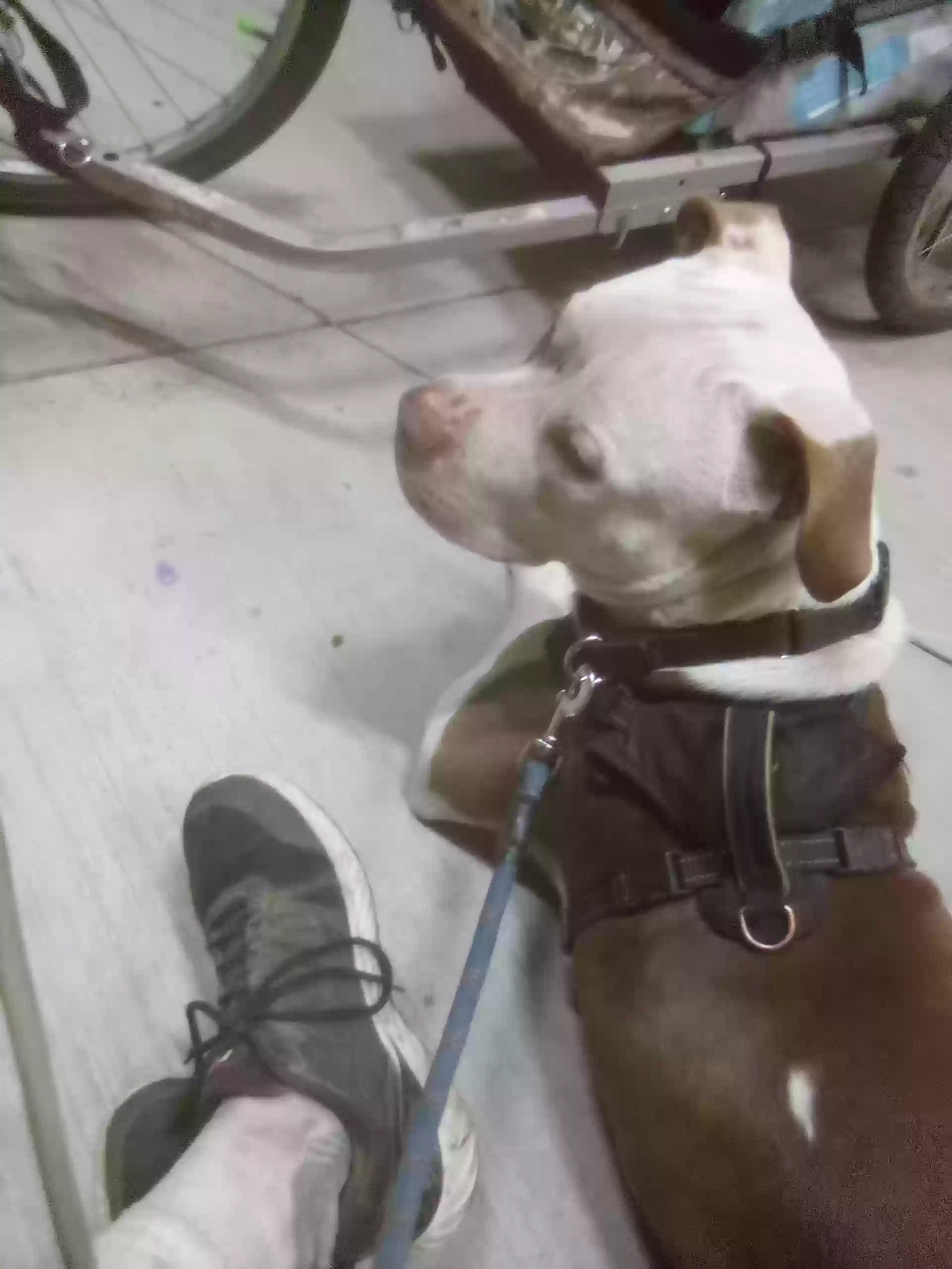 adoptable Dog in Portland,OR named Rolo
