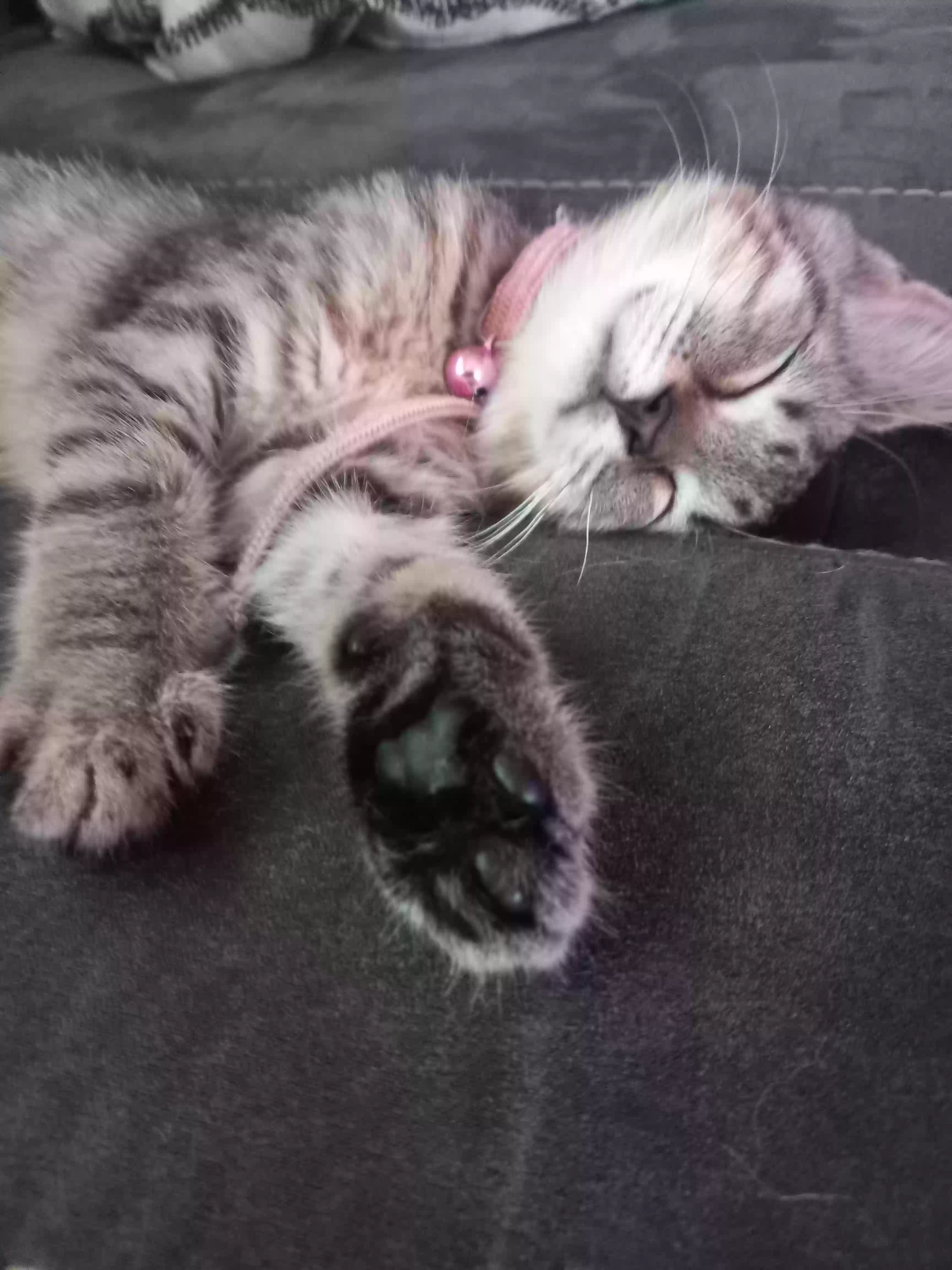 adoptable Cat in Dayton,OH named Baby