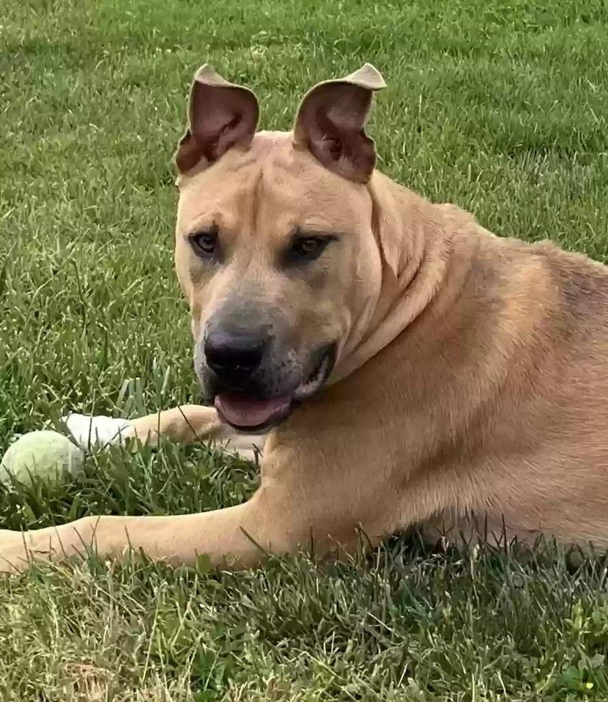 adoptable Dog in San Jose,CA named Marshall
