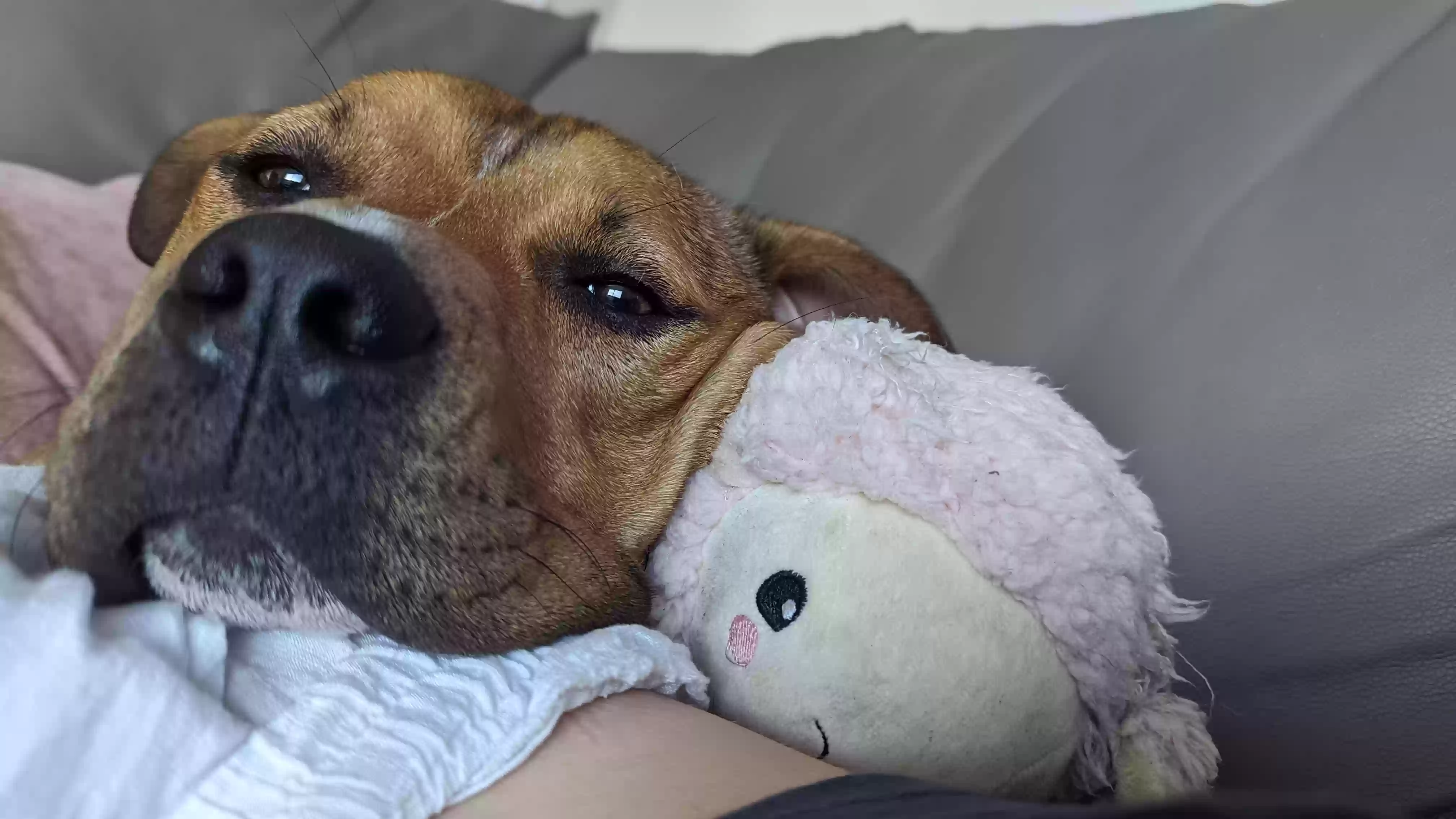 adoptable Dog in Gainesville,FL named Tucker