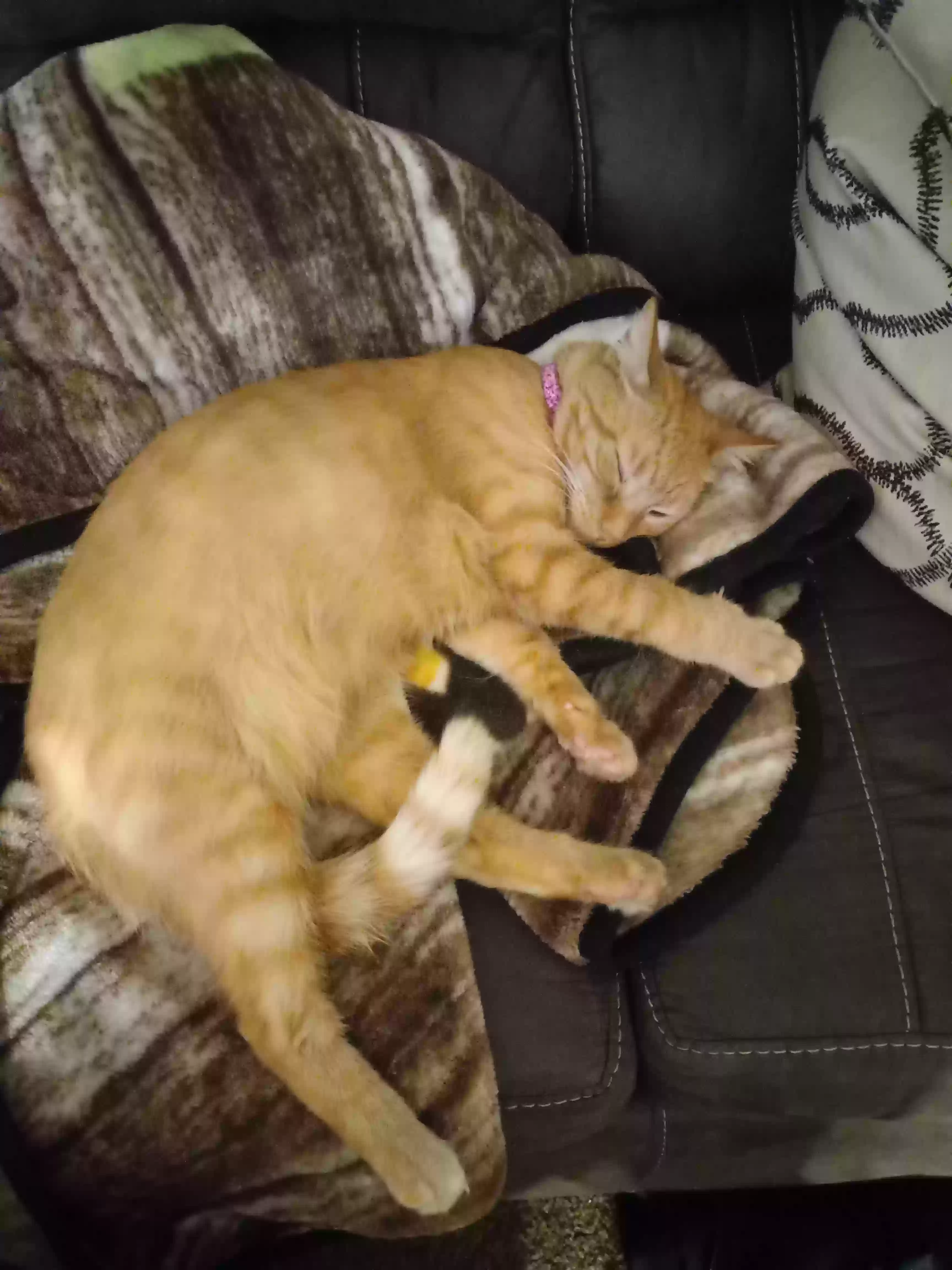 adoptable Cat in Dayton,OH named Princess