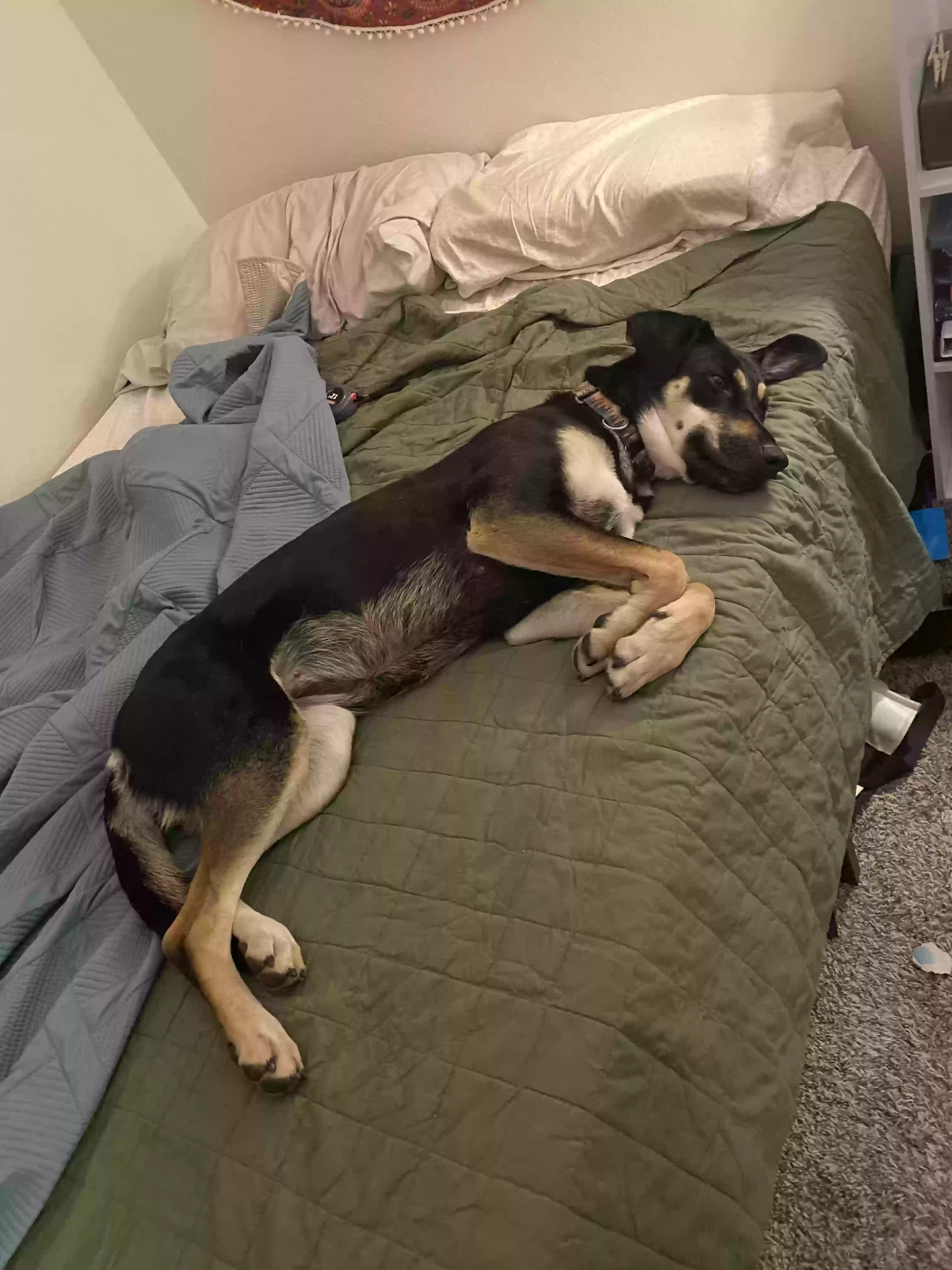 adoptable Dog in Mesa,AZ named Nelly