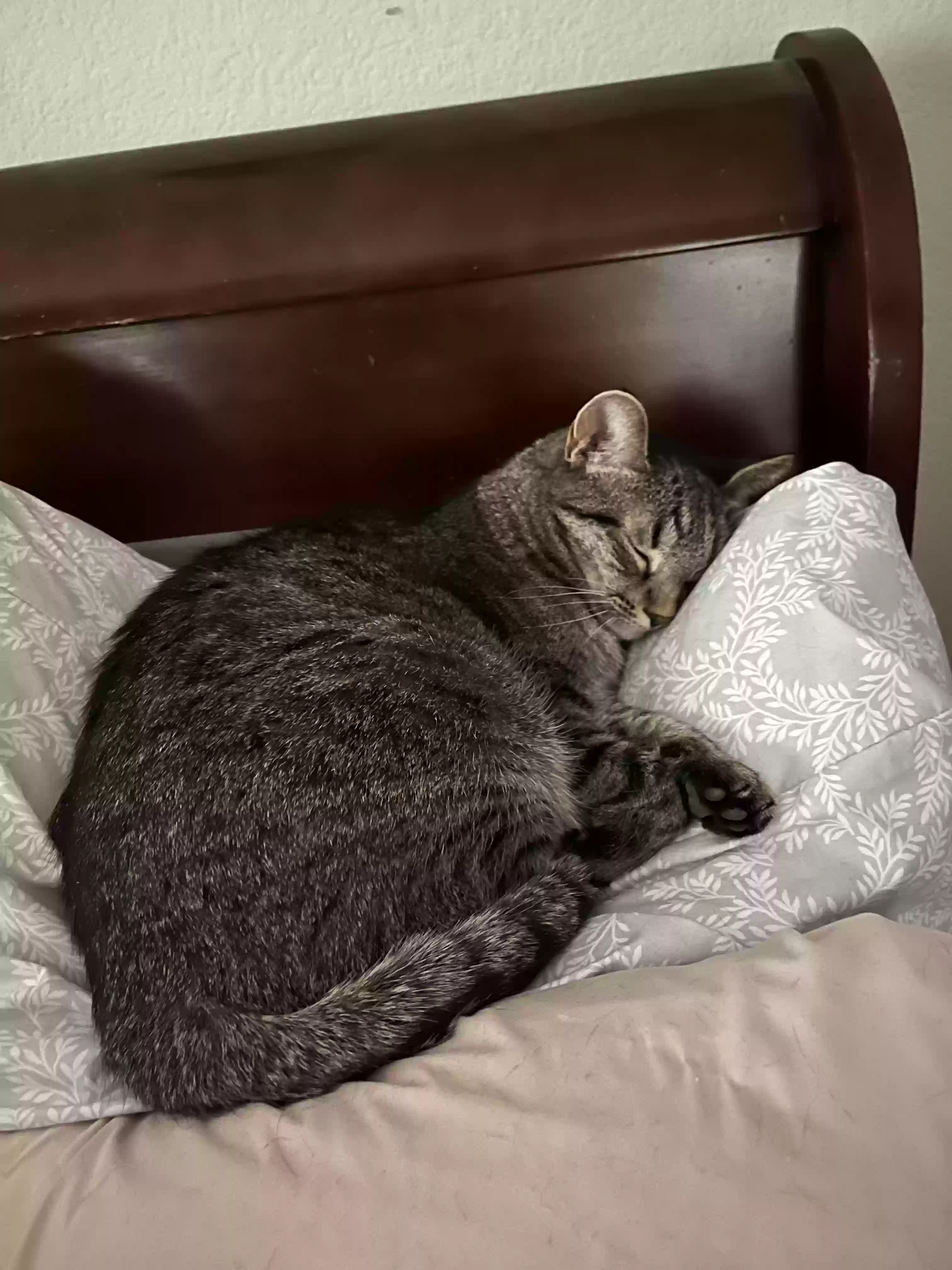 adoptable Cat in Las Vegas,NV named Lucy