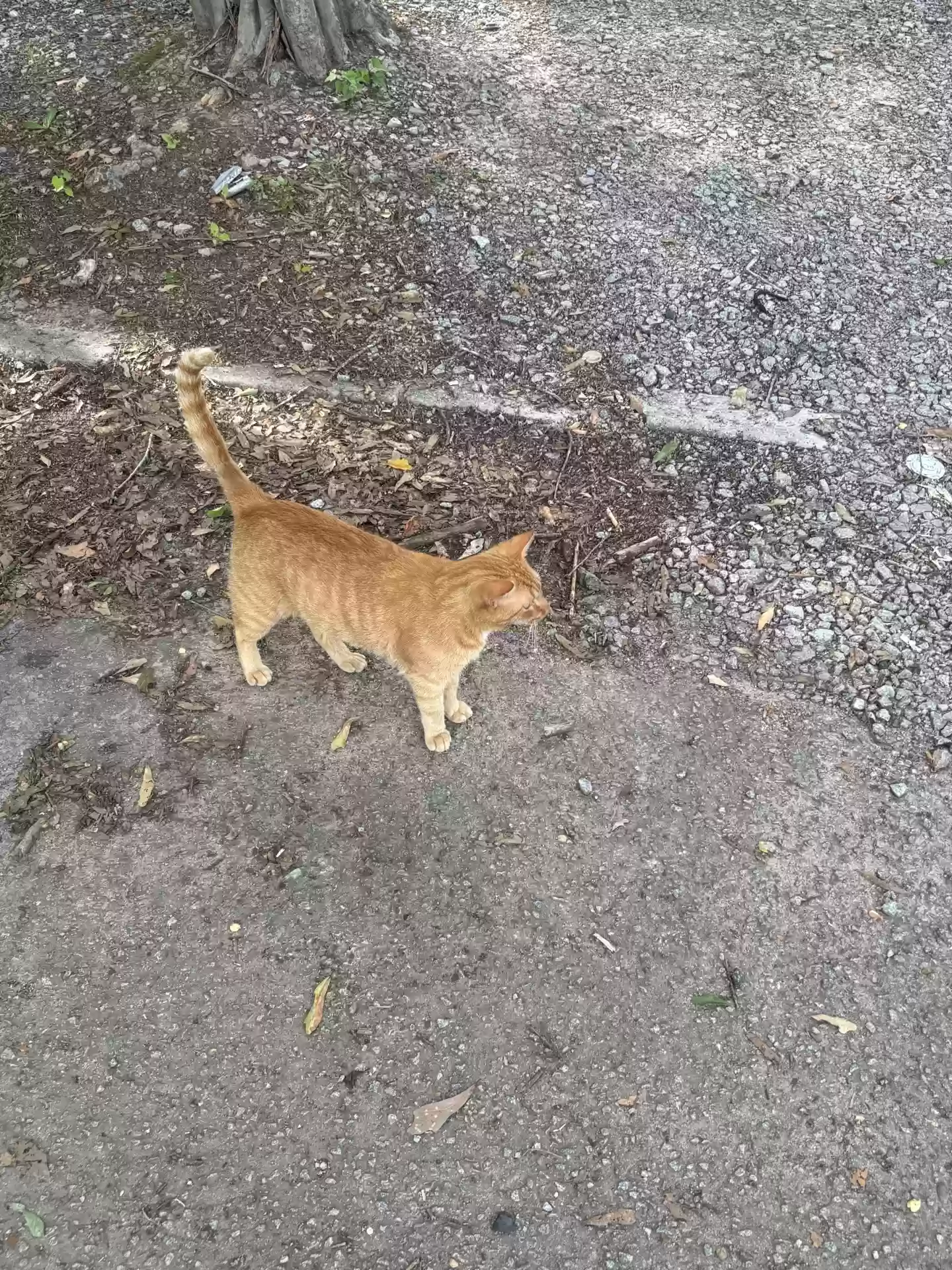 adoptable Cat in Columbia,SC named Rio
