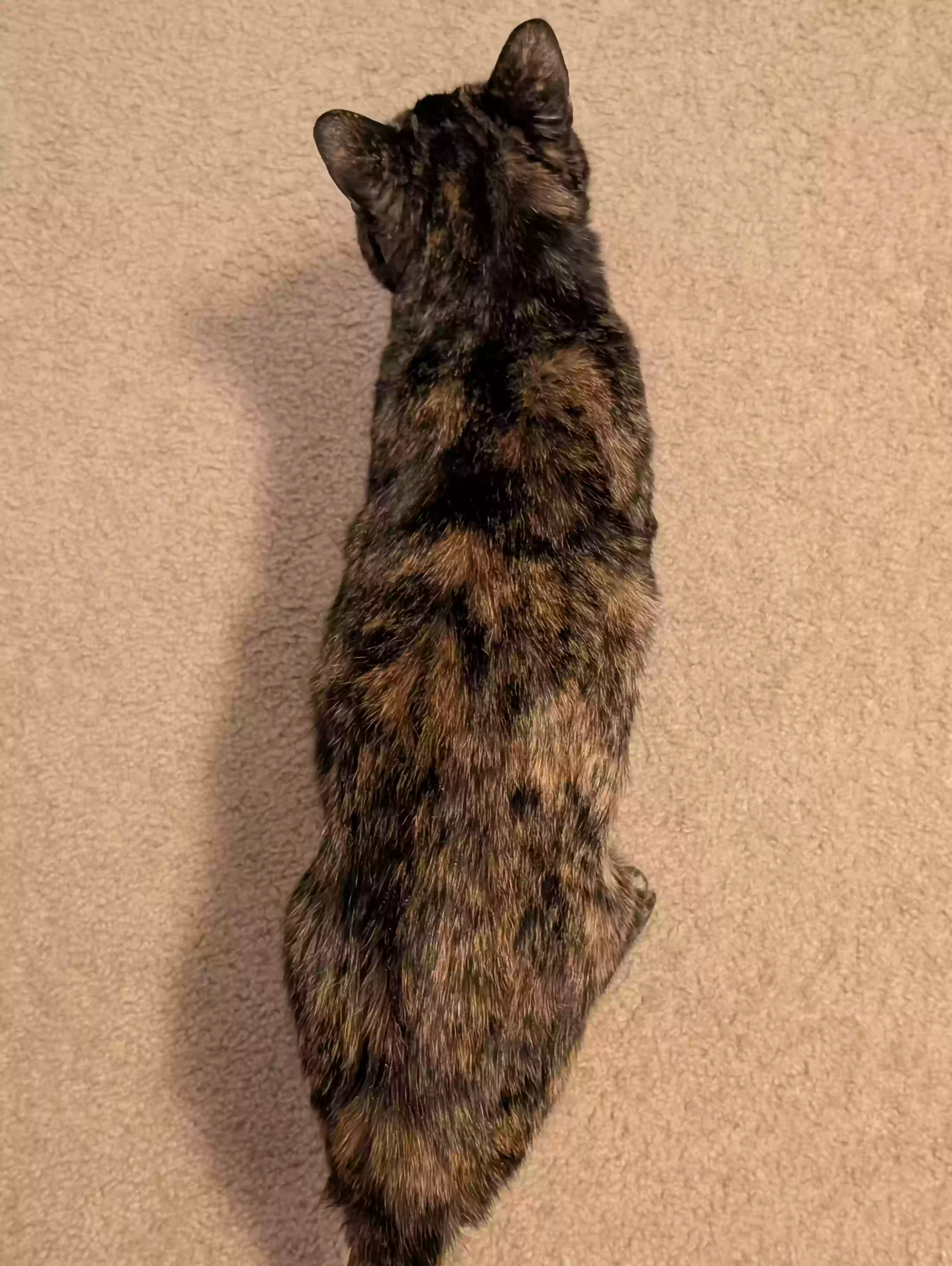 adoptable Cat in Rio Rancho,NM named Tiny