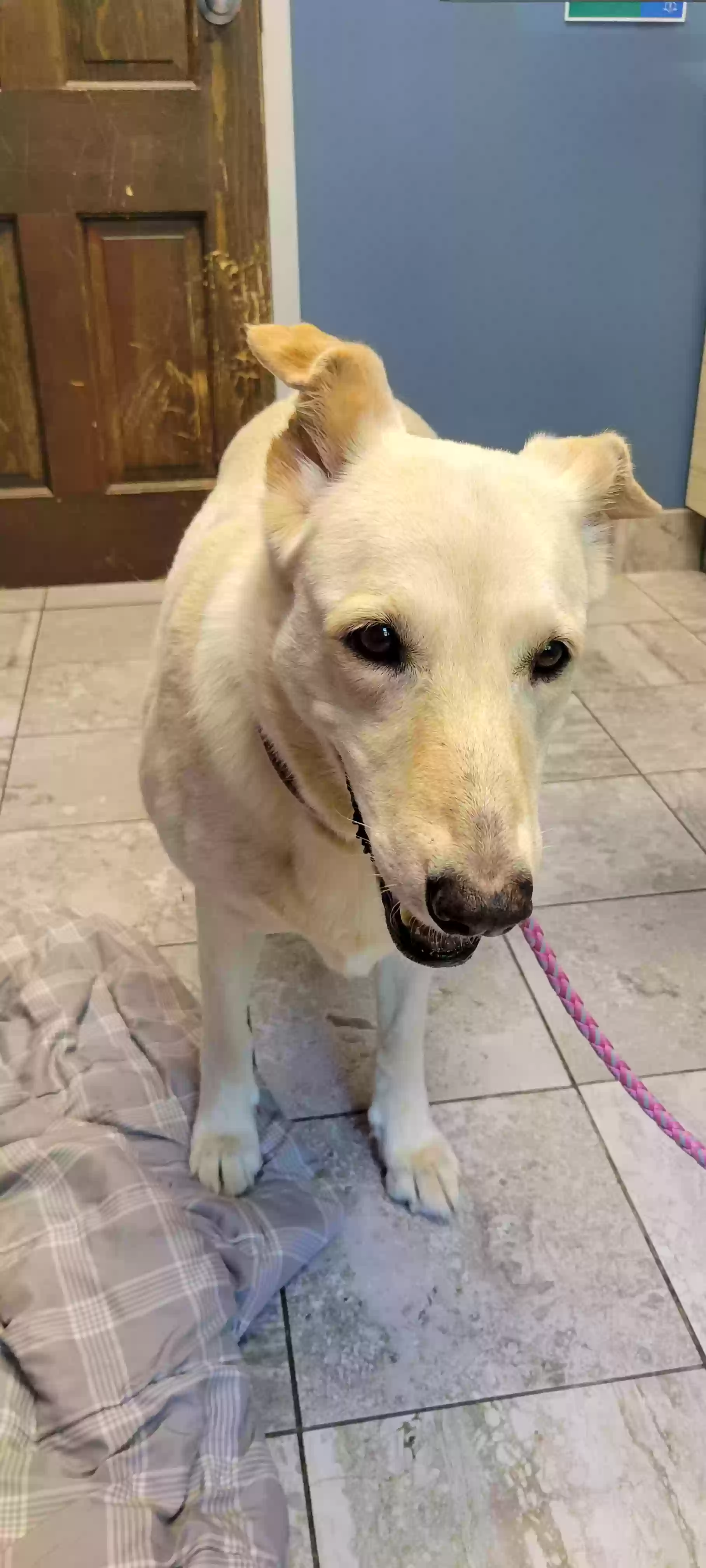 adoptable Dog in Carmel,IN named Katara