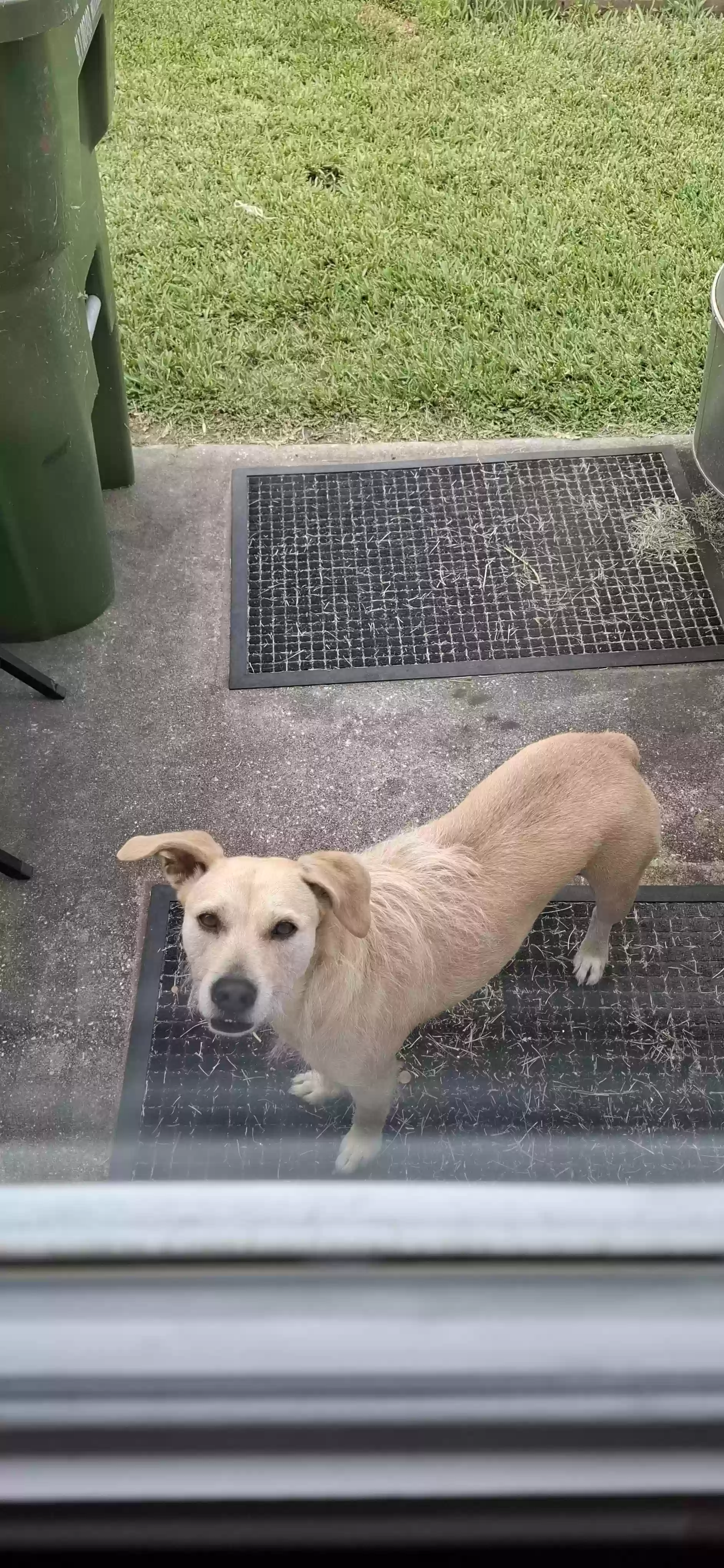 adoptable Dog in Baytown,TX named Penny
