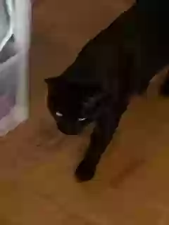 adoptable Cat in Brandon,MS named Barnabas
