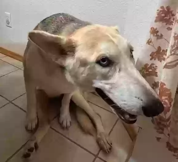 adoptable Dog in Cedar Hill,TX named Bea