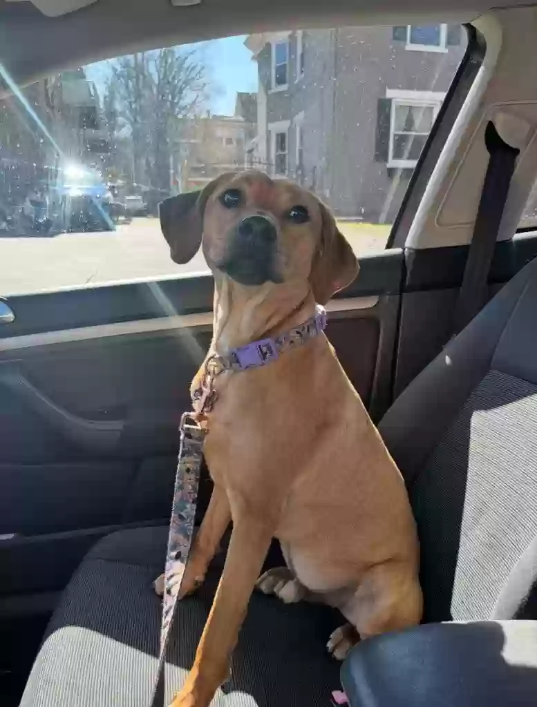 adoptable Dog in Fayetteville,NC named Peanut