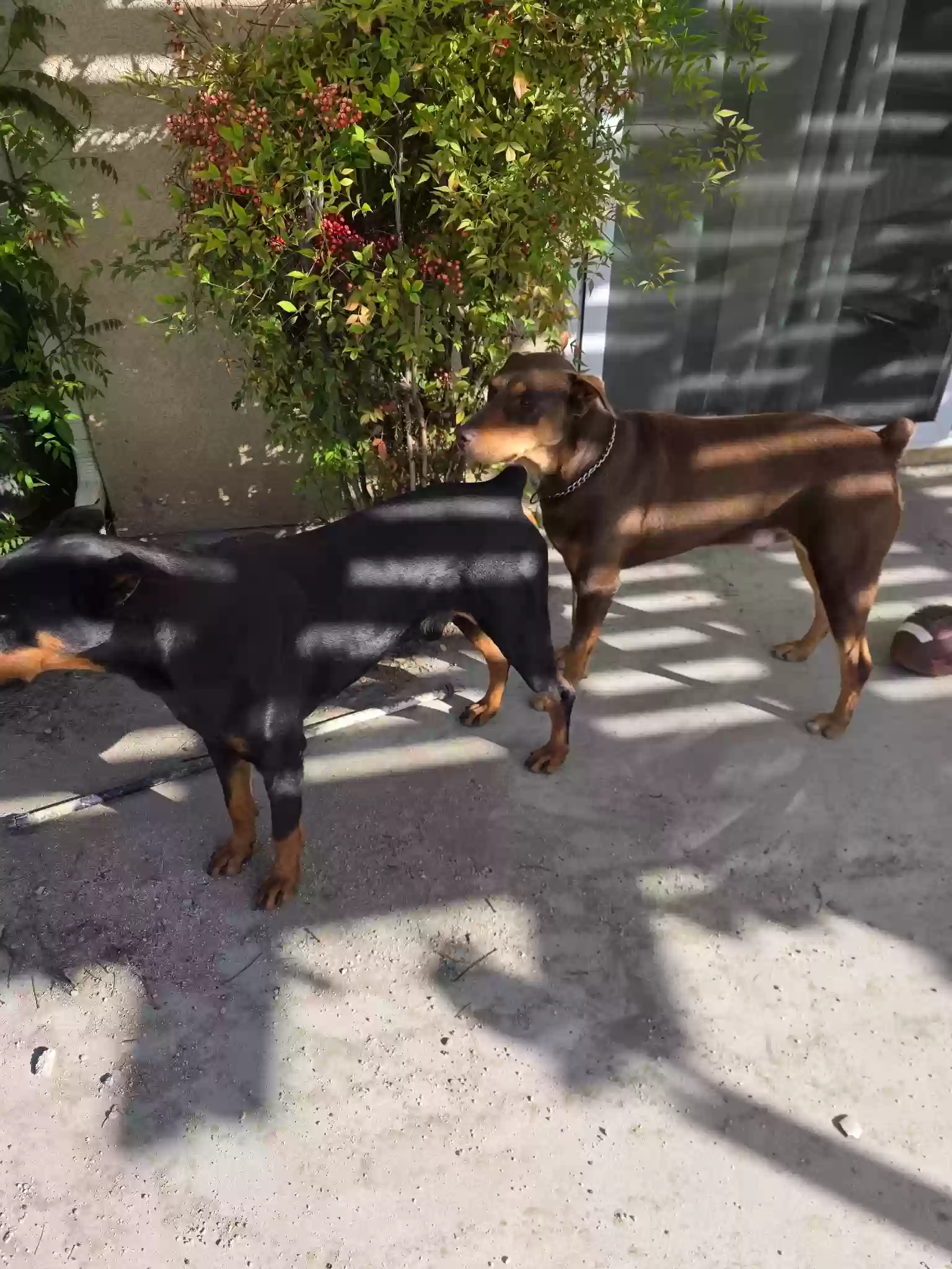 adoptable Dog in San Jacinto,CA named Smokey and Brownie