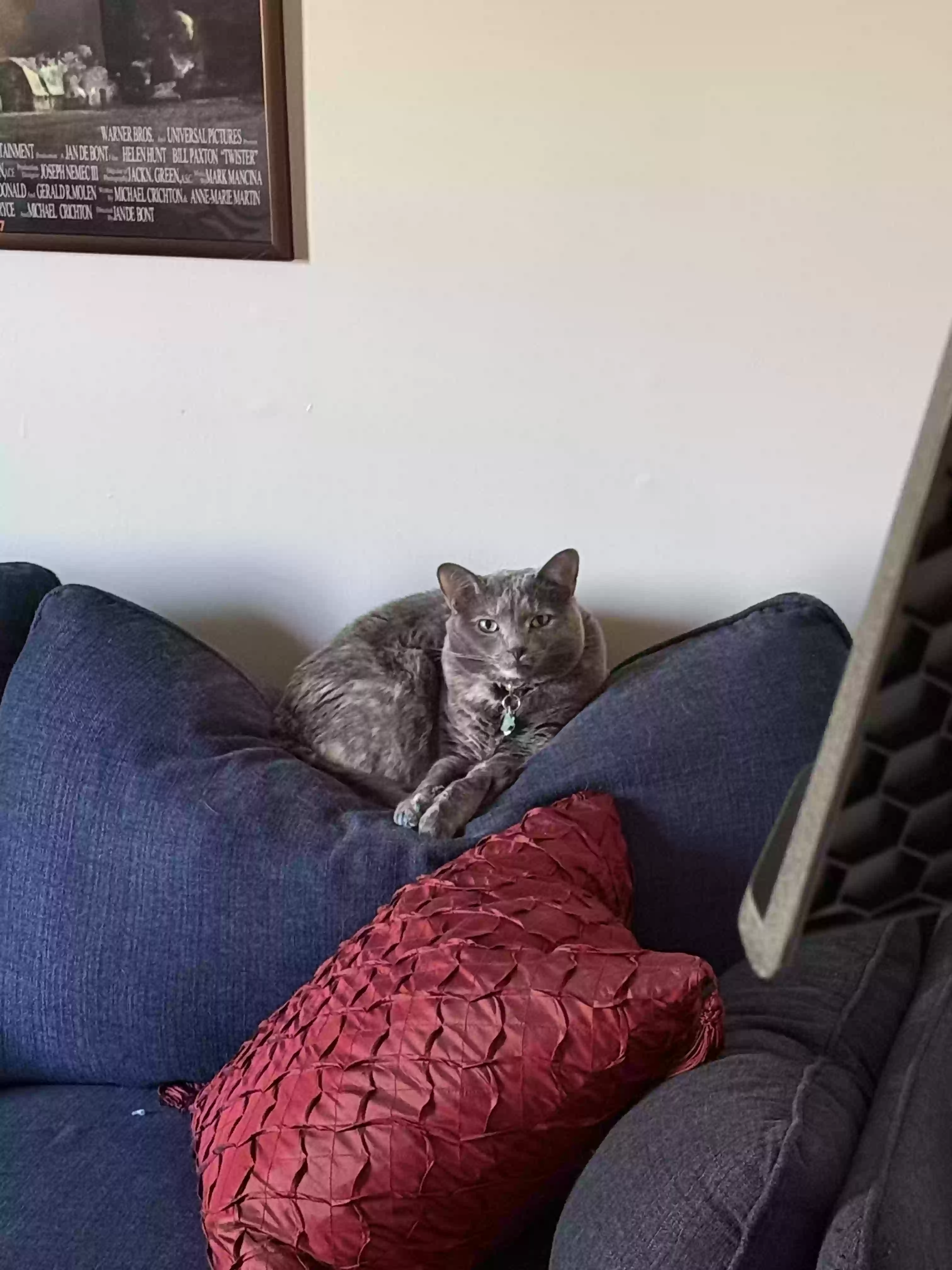 adoptable Cat in Tuscaloosa,AL named Kobie