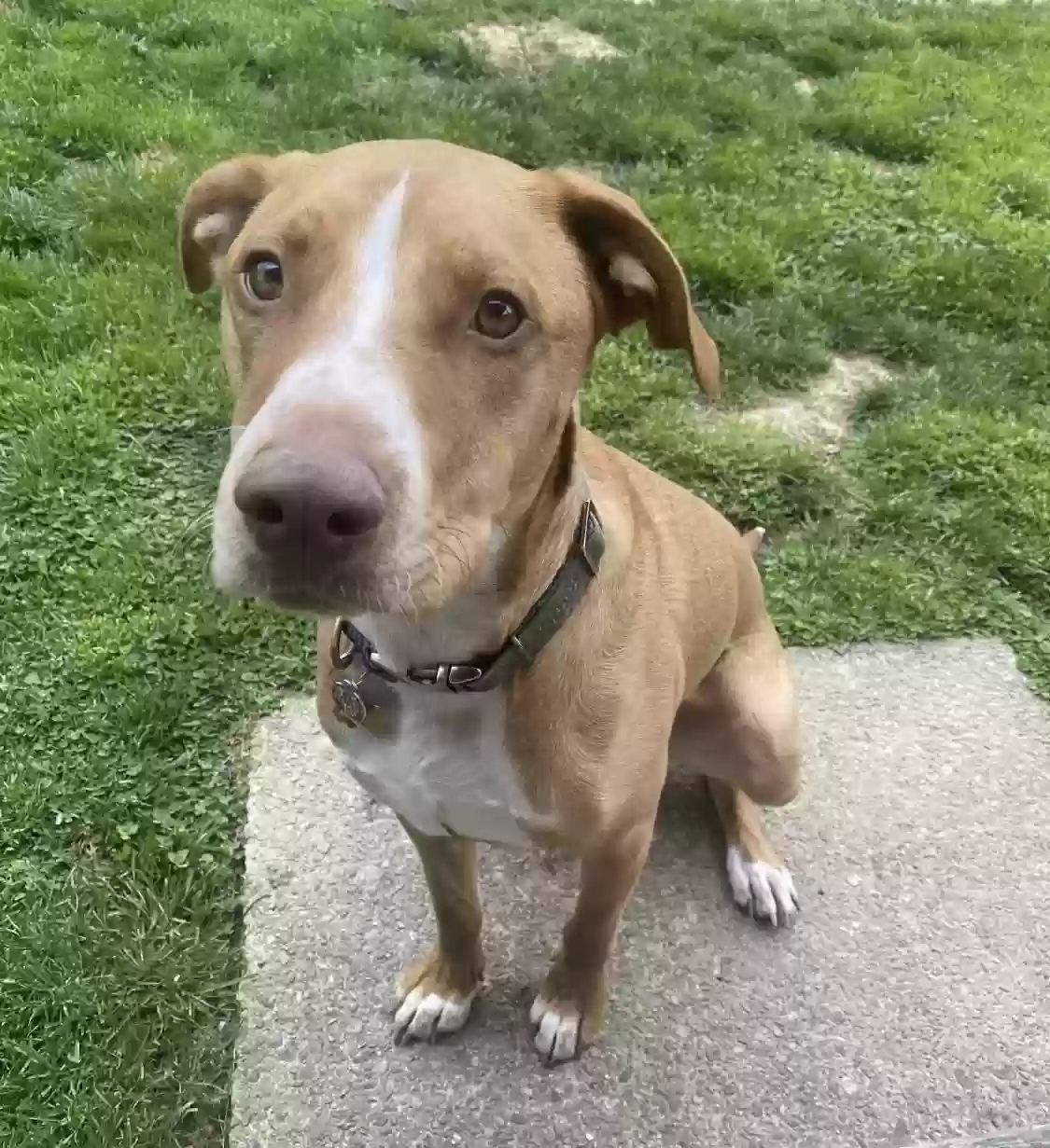 adoptable Dog in Pittsburgh,PA named Huck