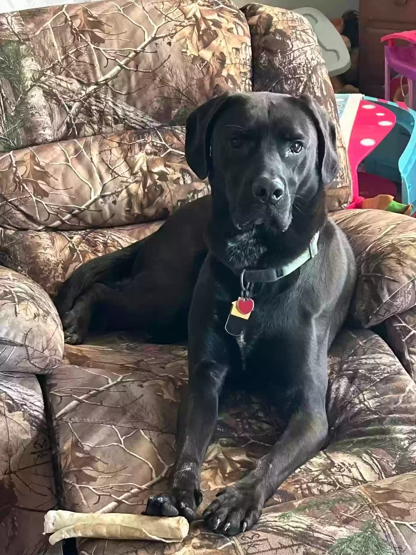 adoptable Dog in Chiefland,FL named Puller Winchester