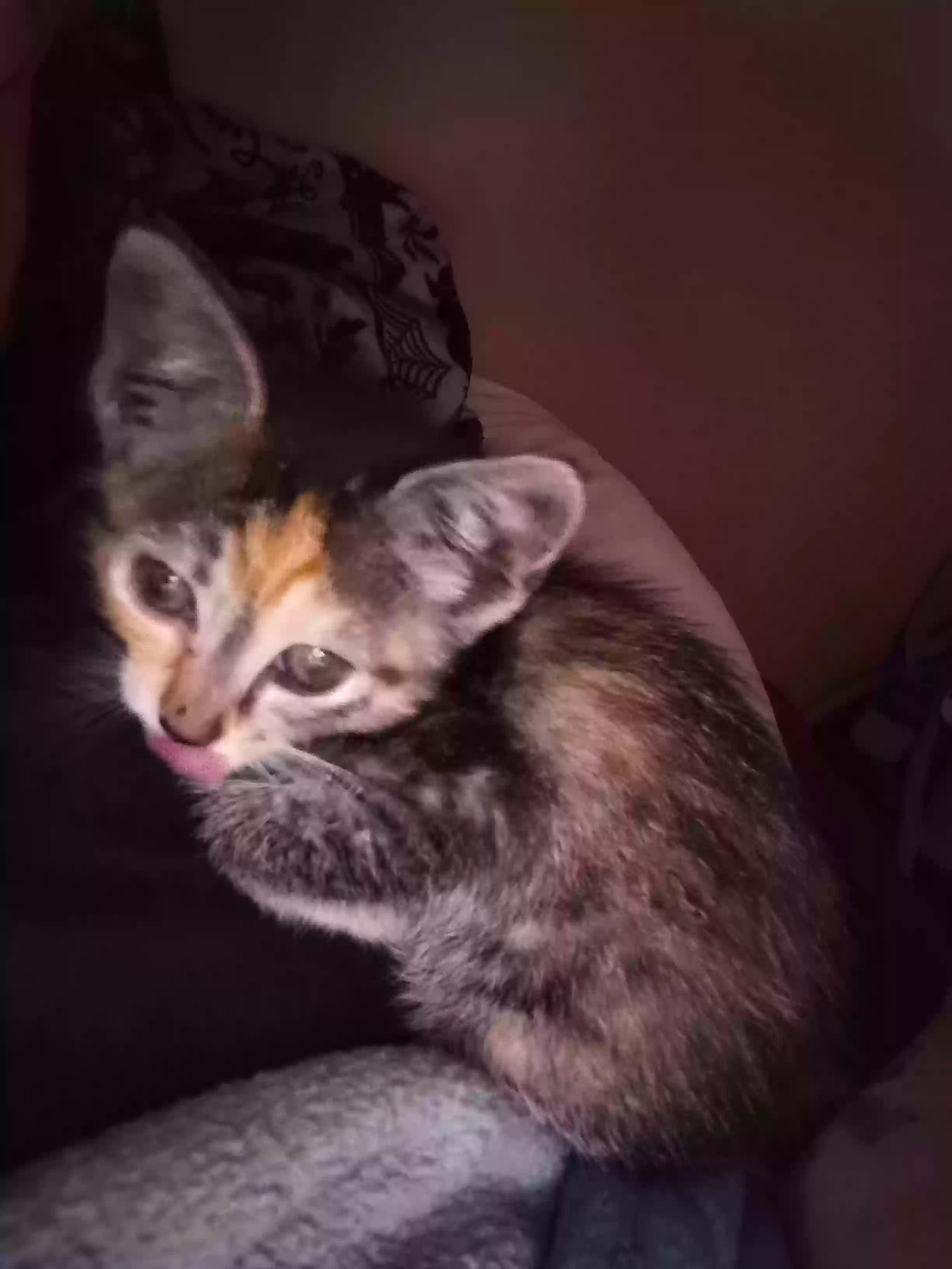 adoptable Cat in Merkel,TX named Nibbler