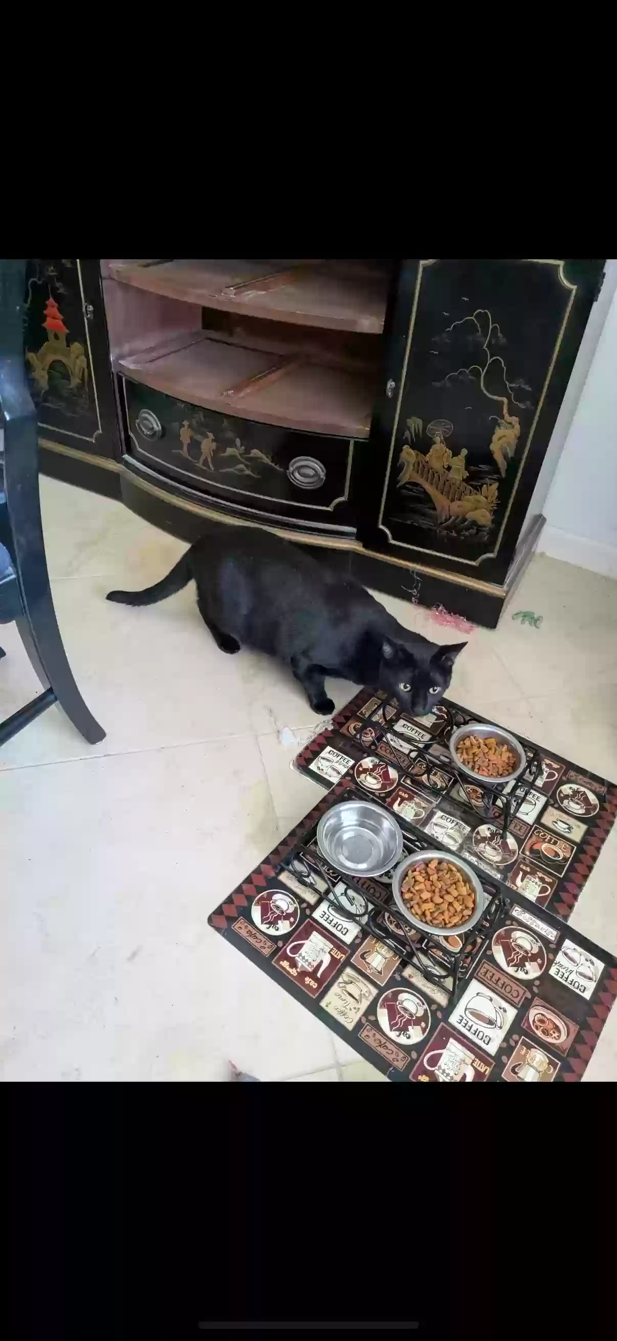 adoptable Cat in Hollywood,FL named Vinny
