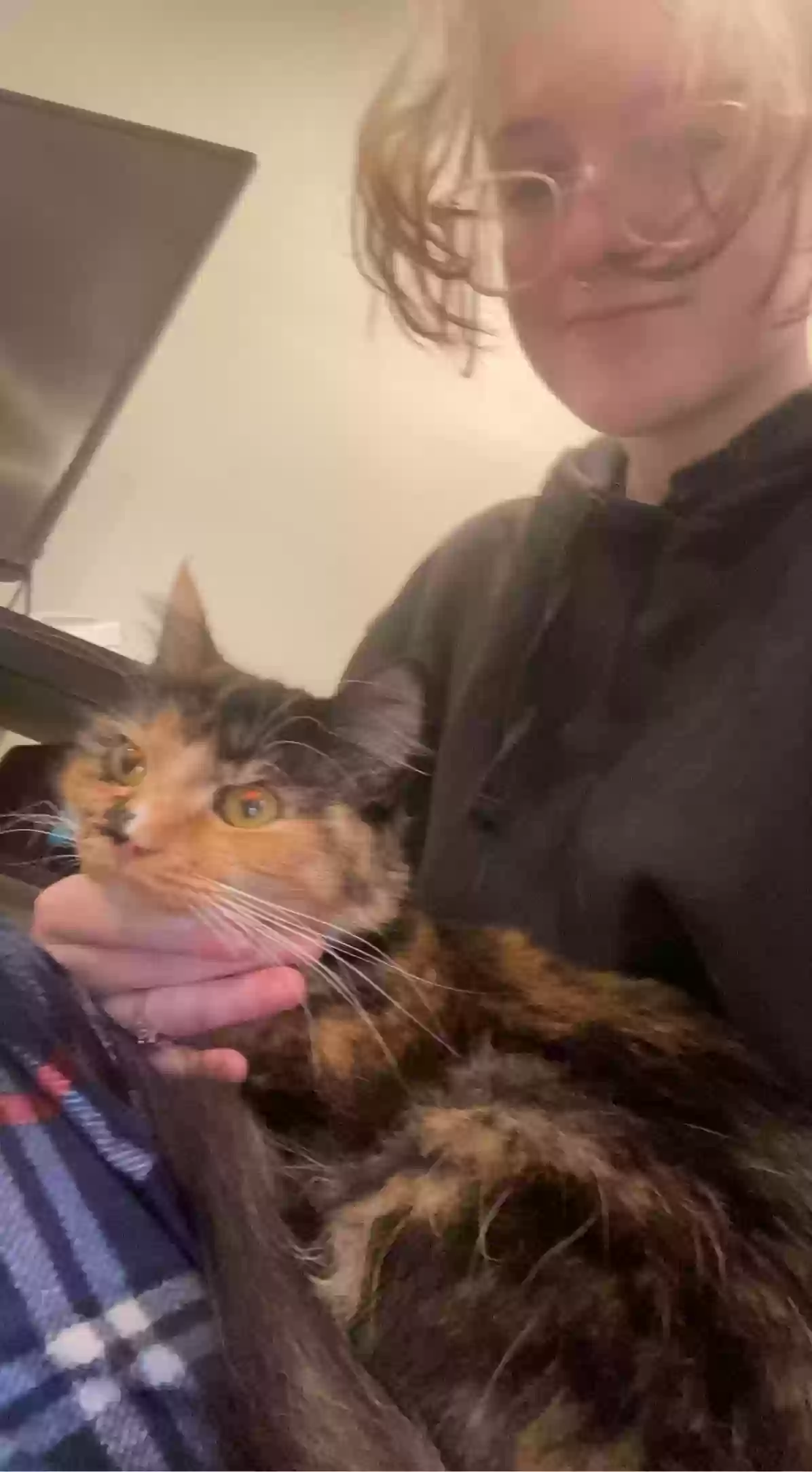 adoptable Cat in Temple,GA named Tubbo