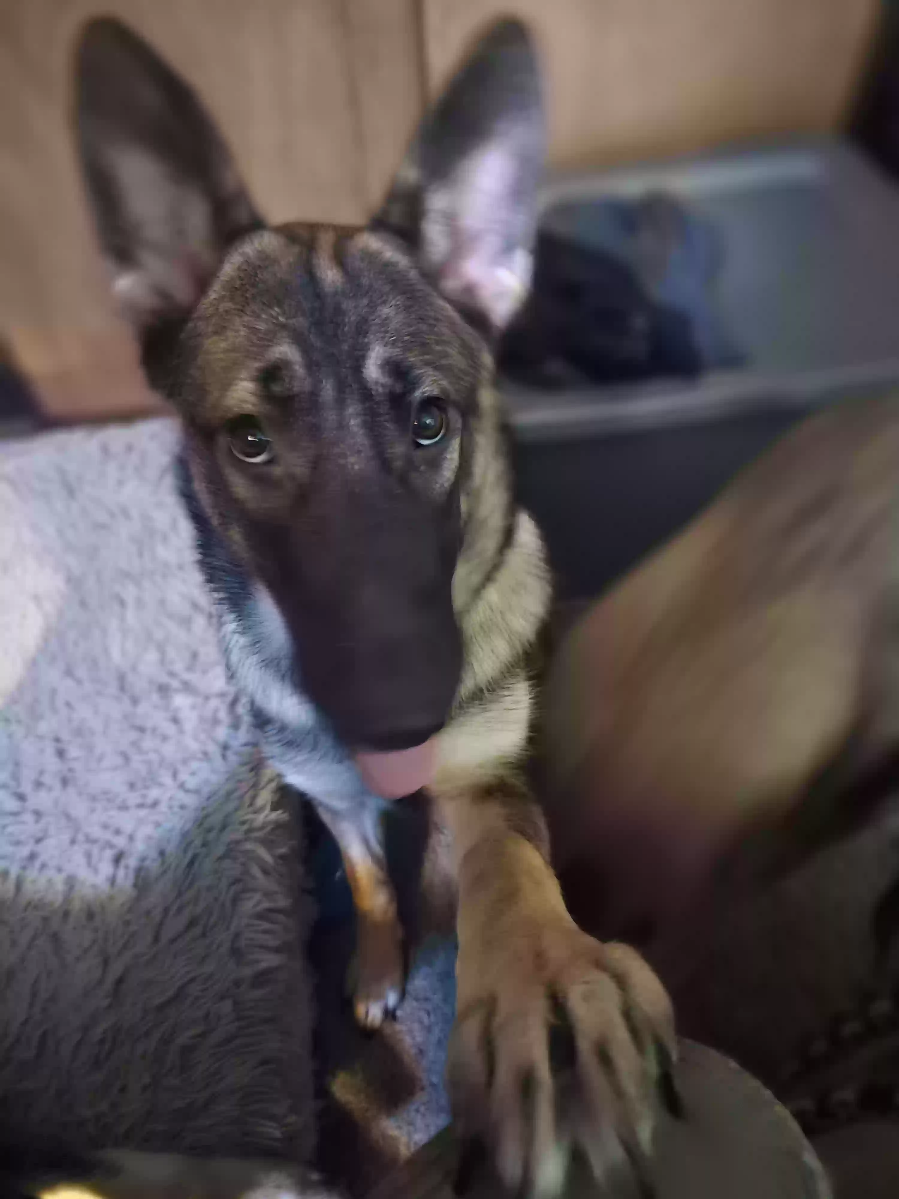 adoptable Dog in Arlington,TX named Sister