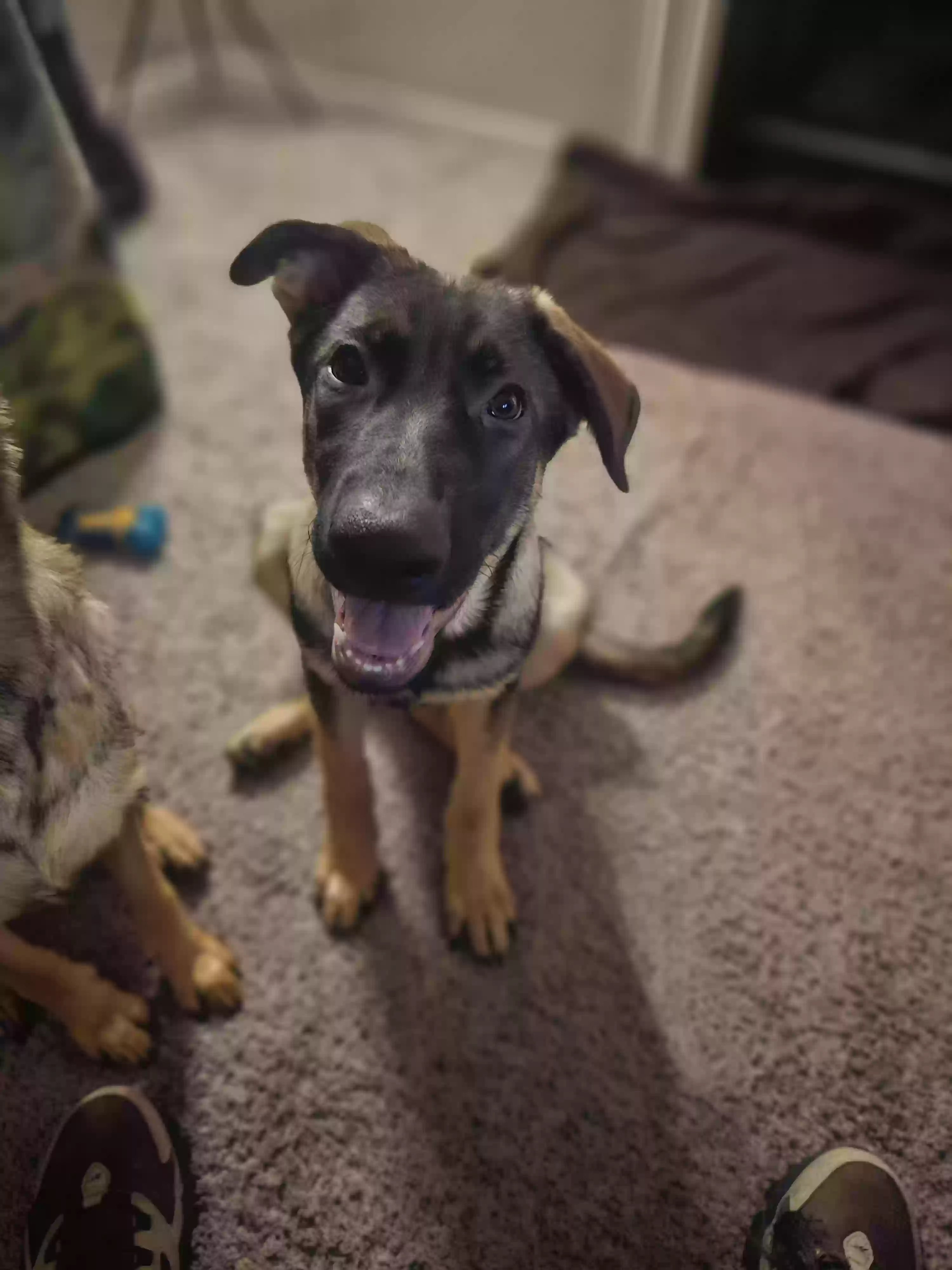 adoptable Dog in Arlington,TX named Baldur