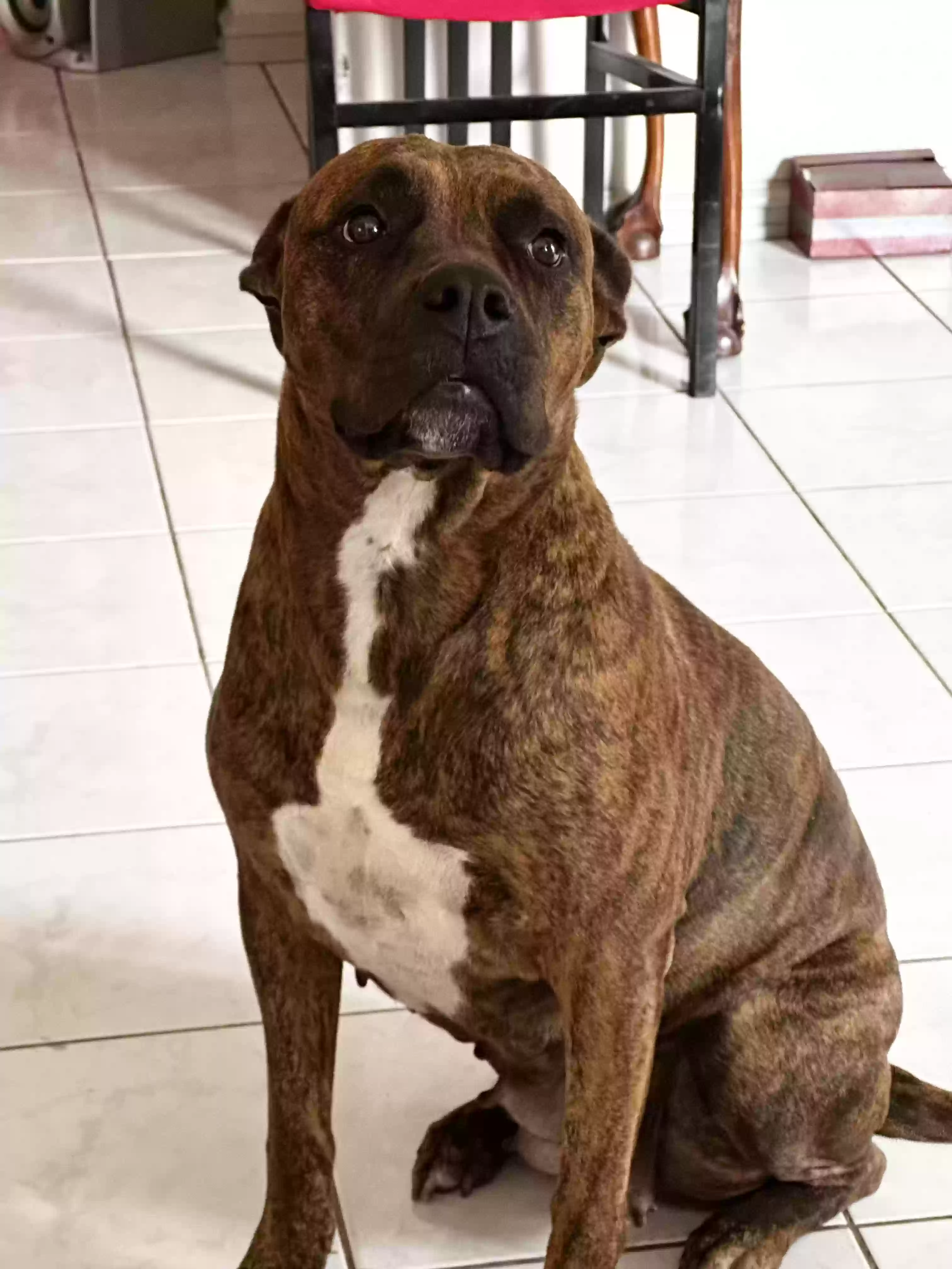 adoptable Dog in North Canton,CT named maipet