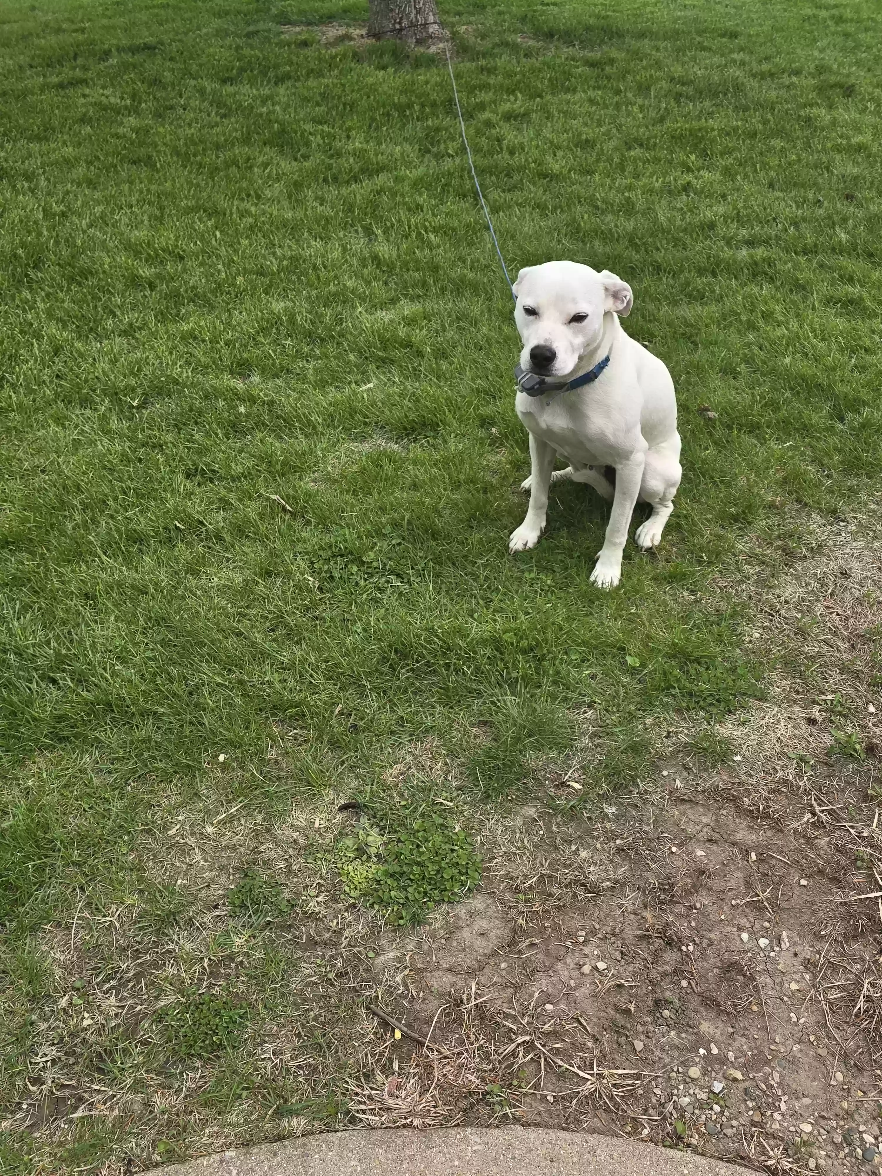 adoptable Dog in Milford,IL named Marshmallow