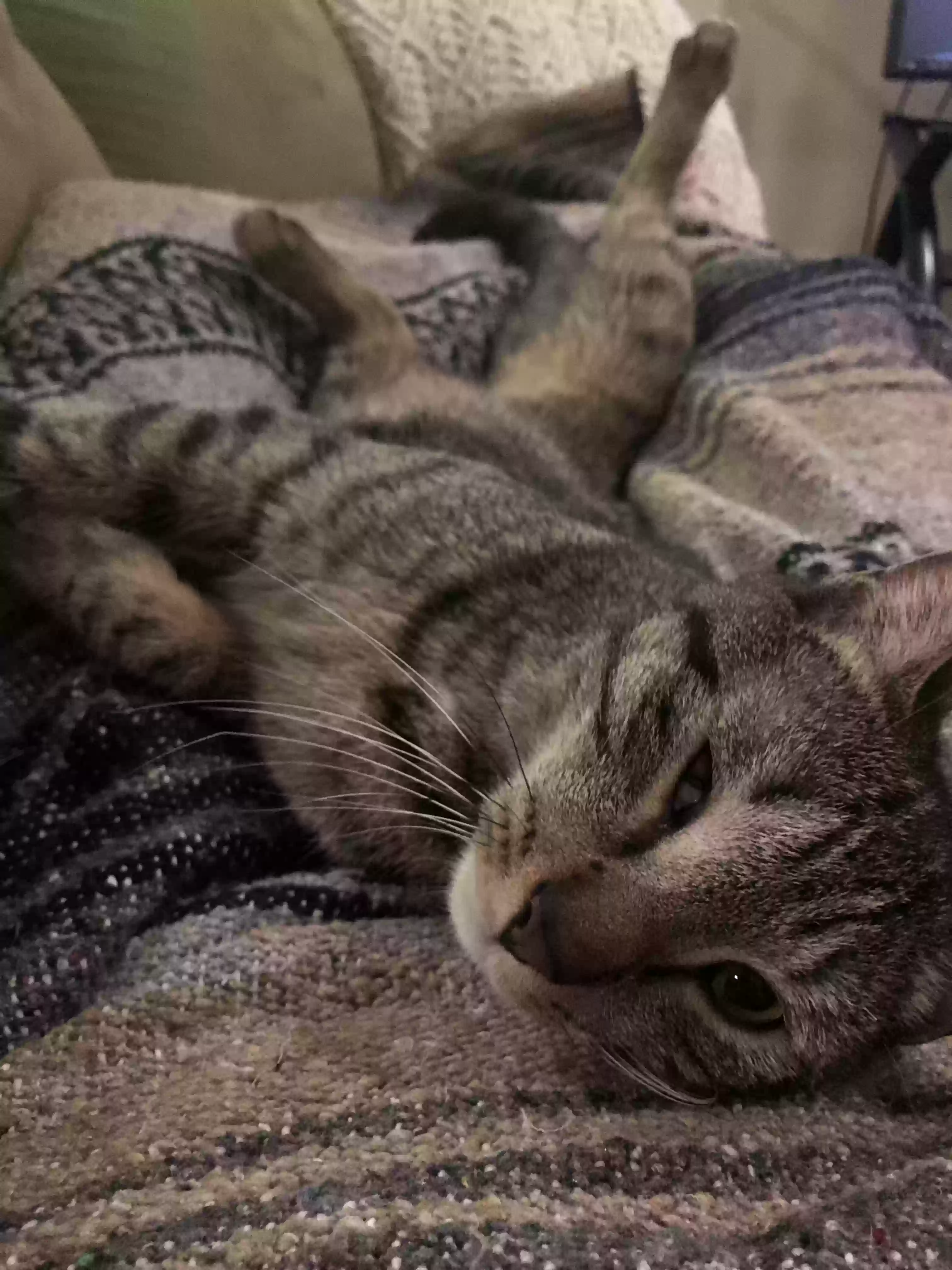 adoptable Cat in Toms River,NJ named Houdini