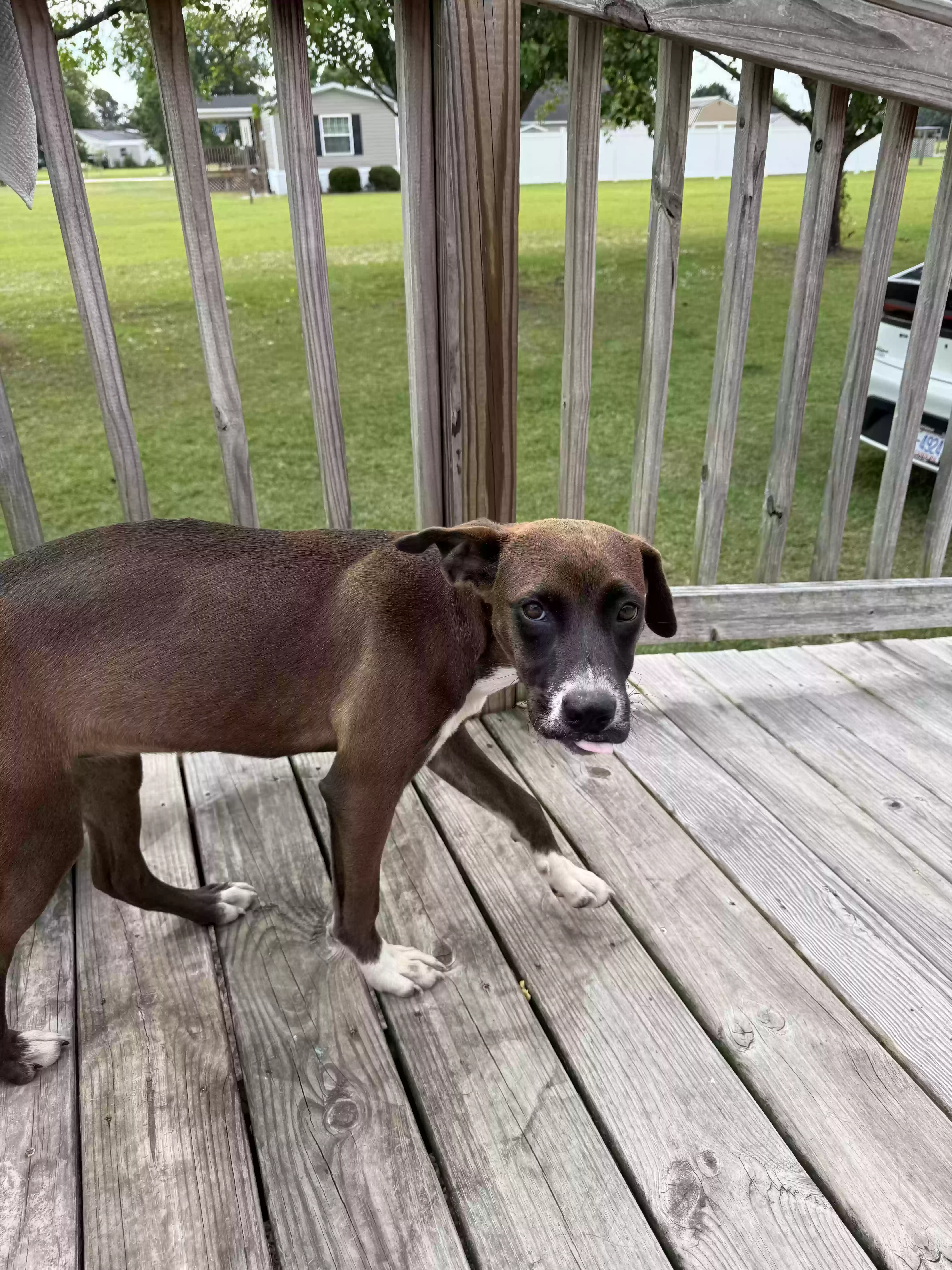 adoptable Dog in Orrum,NC named Alice
