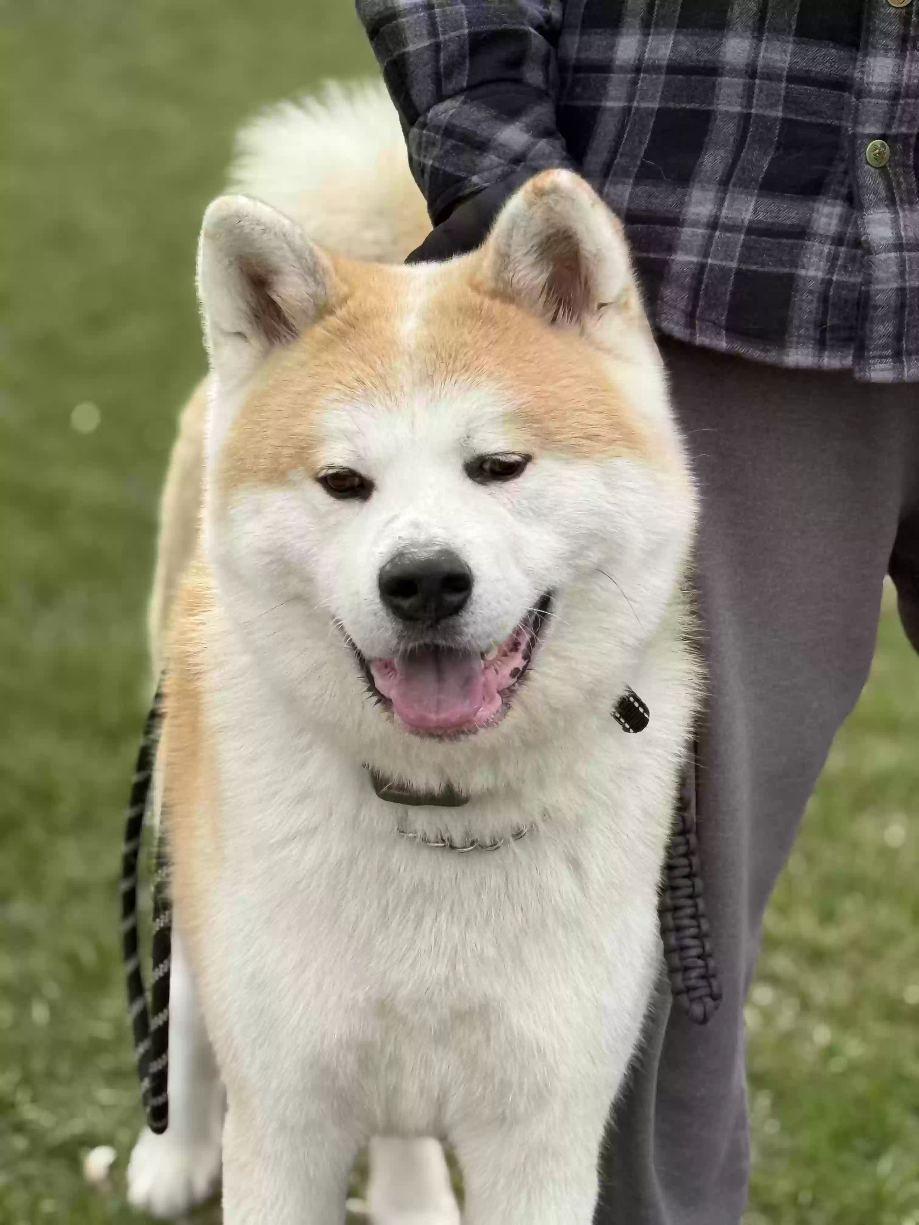adoptable Dog in Fox River Grove,IL named 