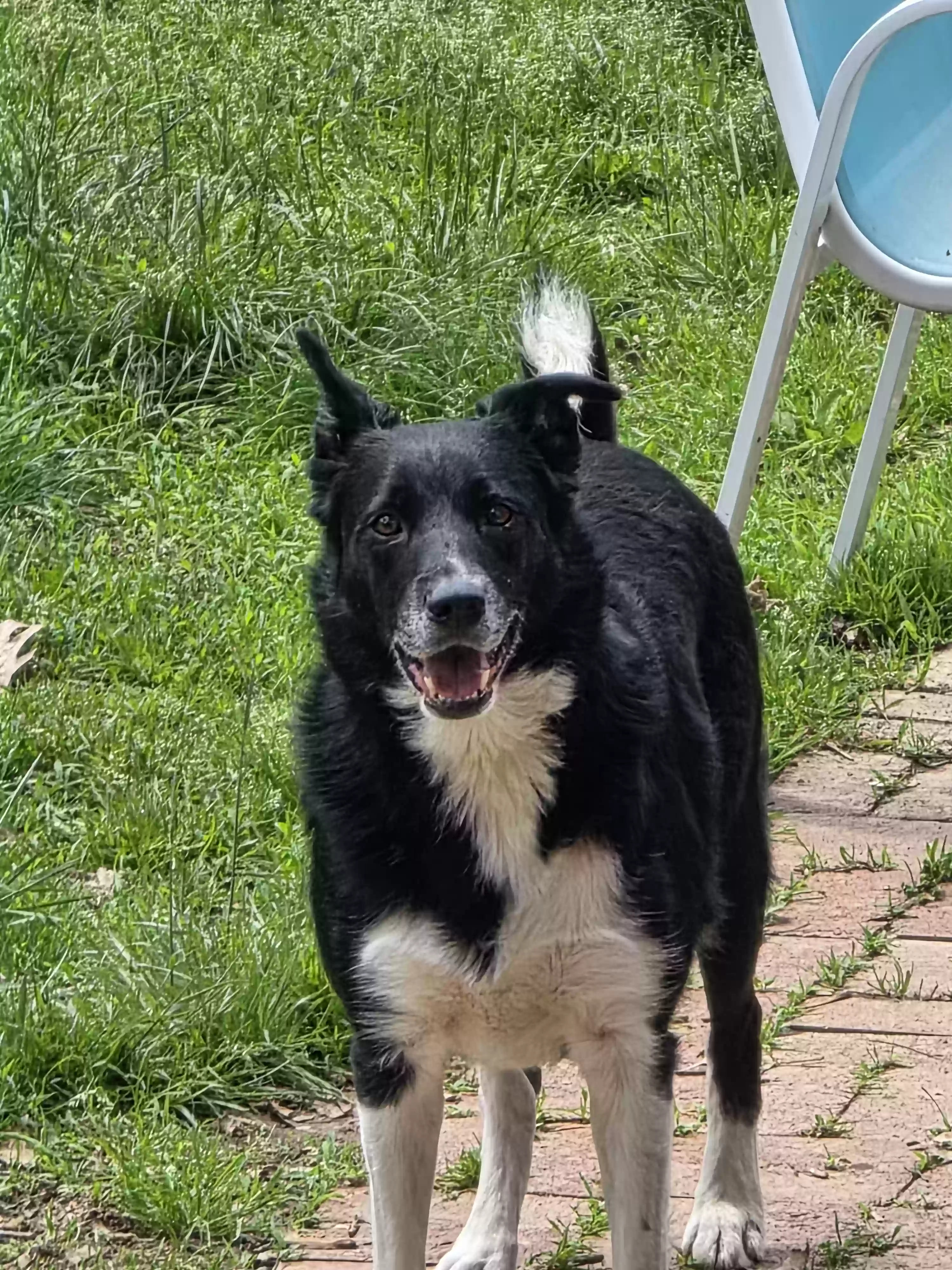 adoptable Dog in Reading,PA named Bolt