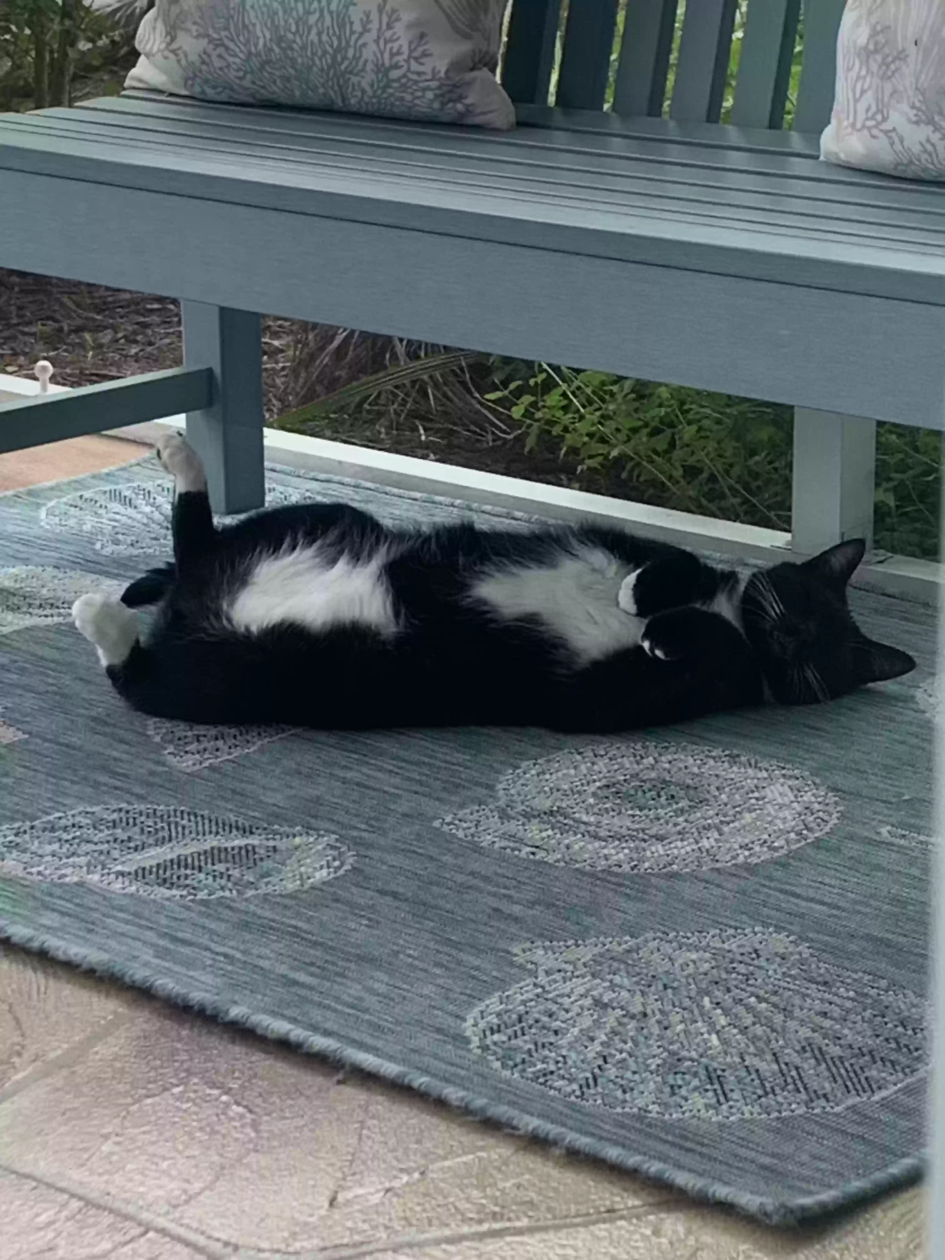 adoptable Cat in Ocean Isle Beach,NC named Wally