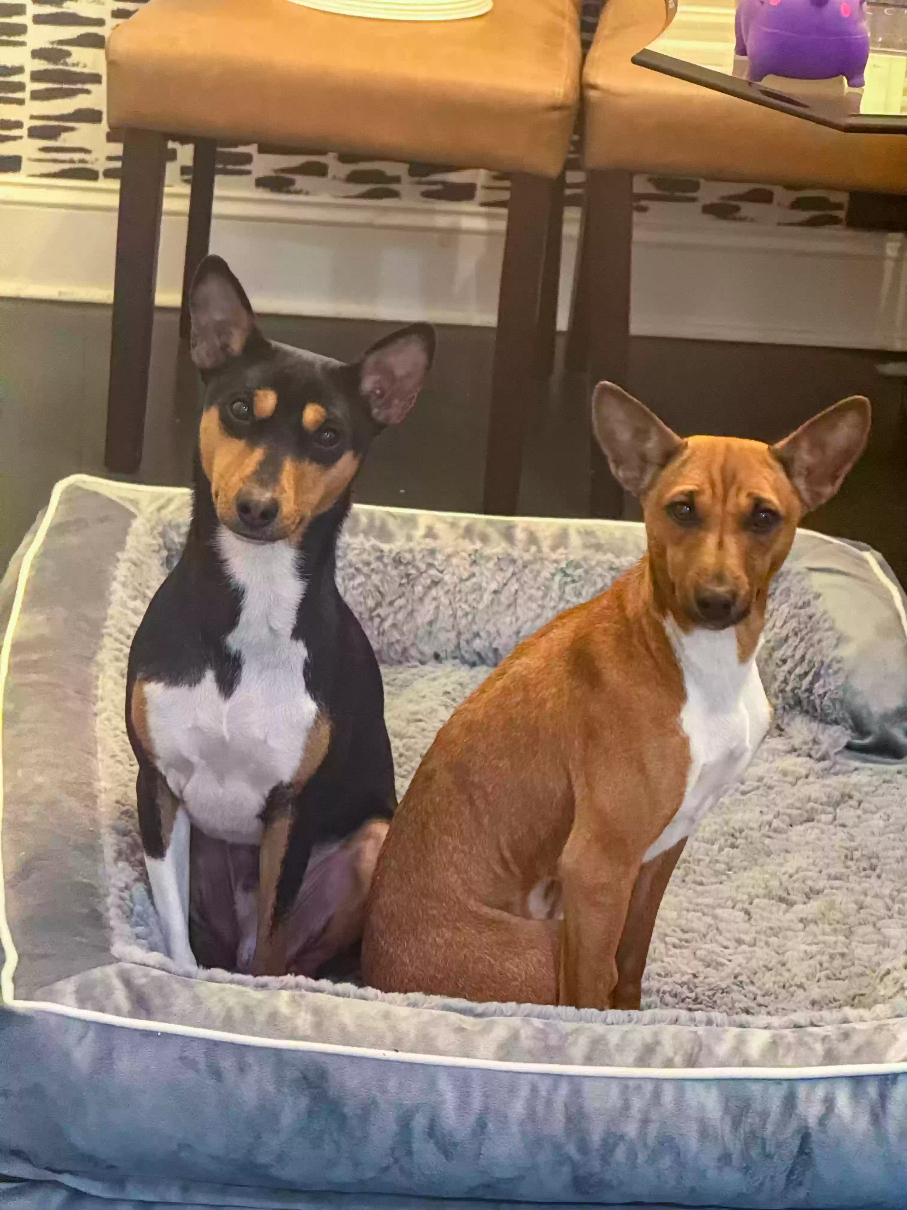 adoptable Dog in Decatur,GA named Zadie