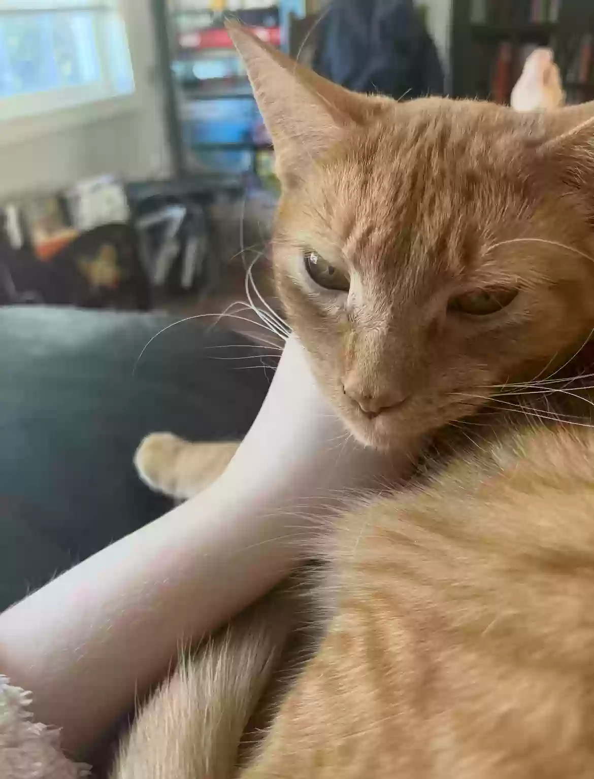 adoptable Cat in Mcdonough,GA named Mietzekatze (kitty cat in German)