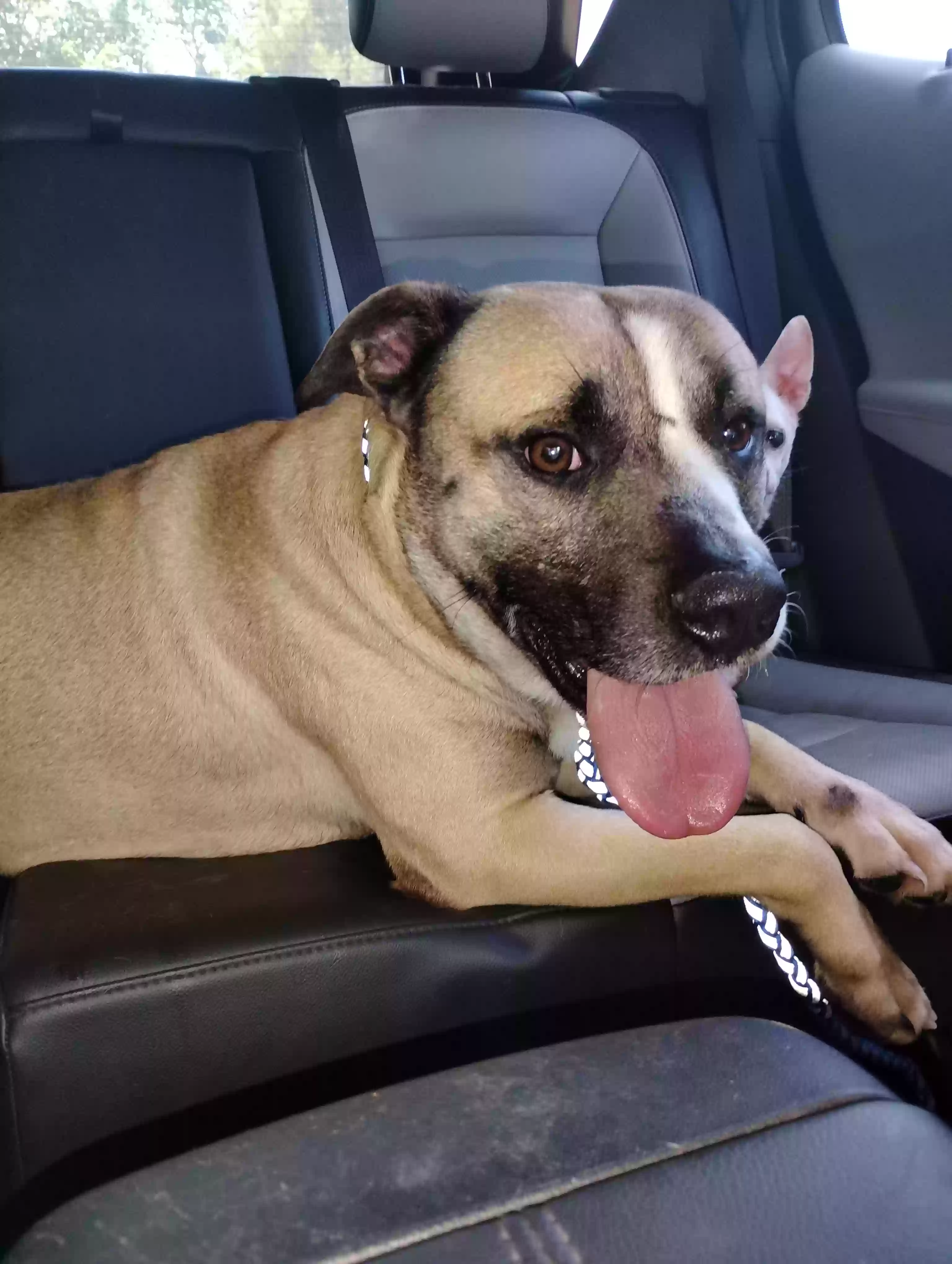 adoptable Dog in Brewton,AL named Hercules